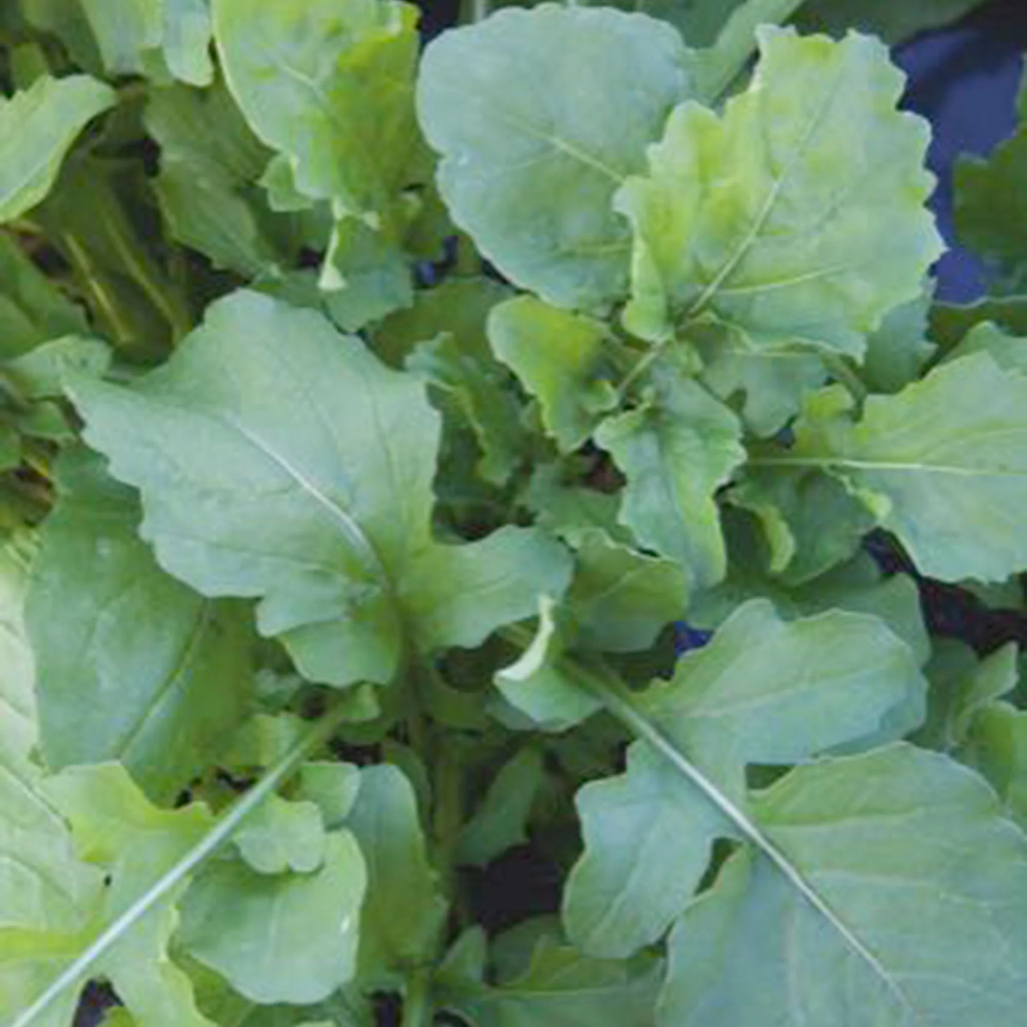 Roquette Eruca sativa - Biologique 7 m² - Semences d’herbes - Image 4