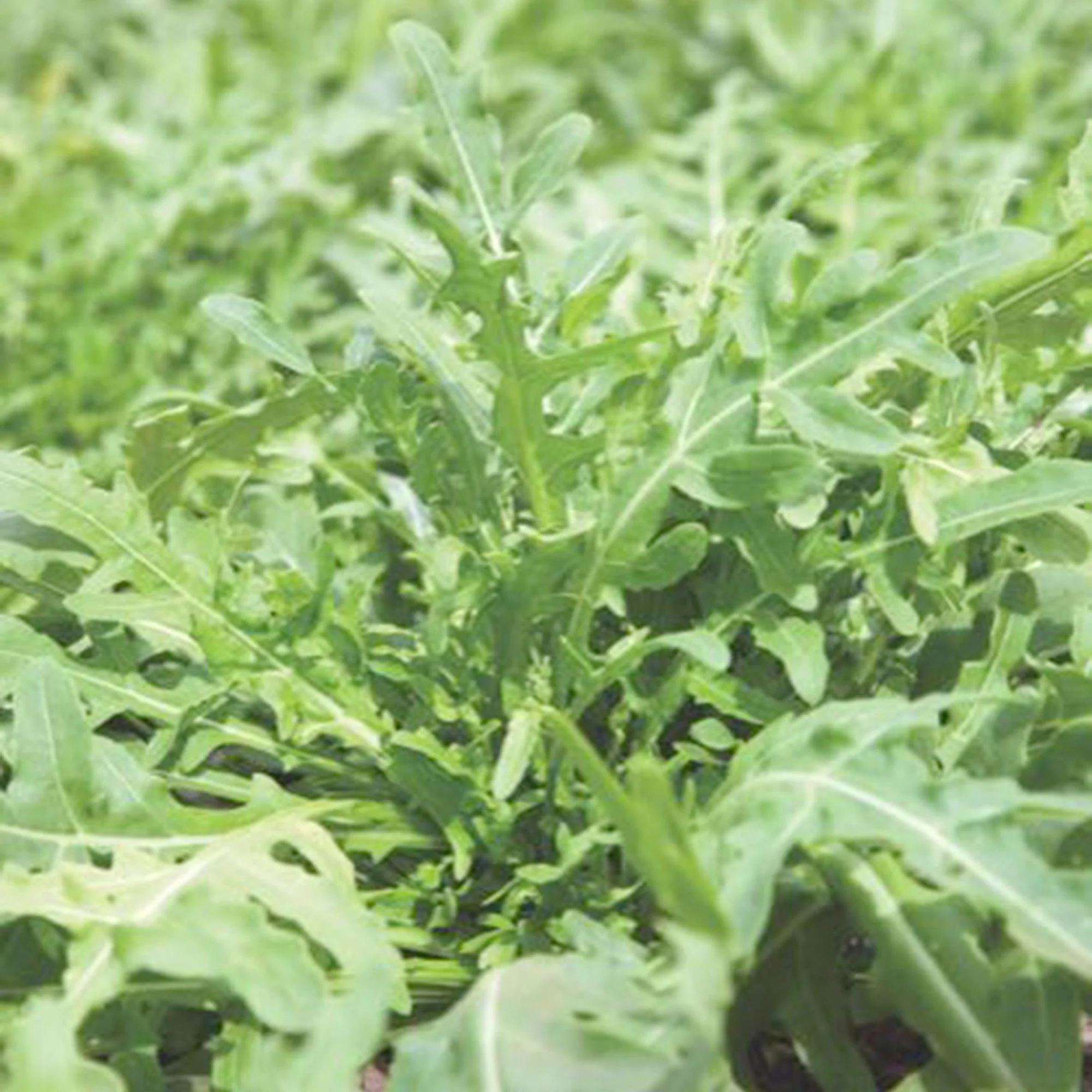 Roquette sauvage Eruca sativa - Biologique 10 m² - Semences d’herbes - Image 2