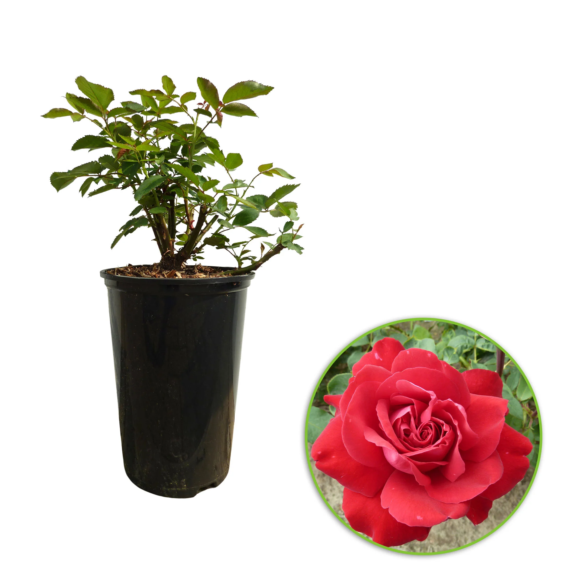 Rosa 'Störtebeker'®  Rosier à grandes fleurs Rouge - Image 4