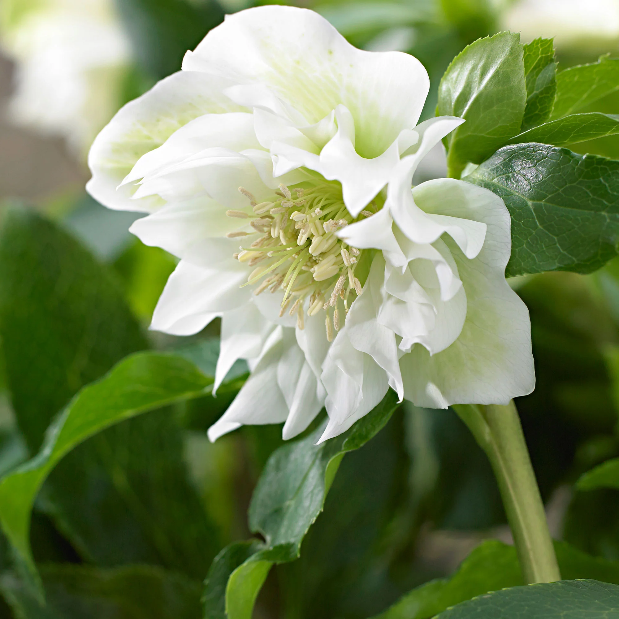 Rose de Noël Helleborus 'Double Ellen' Blanc avec pot décoratif - Image 2