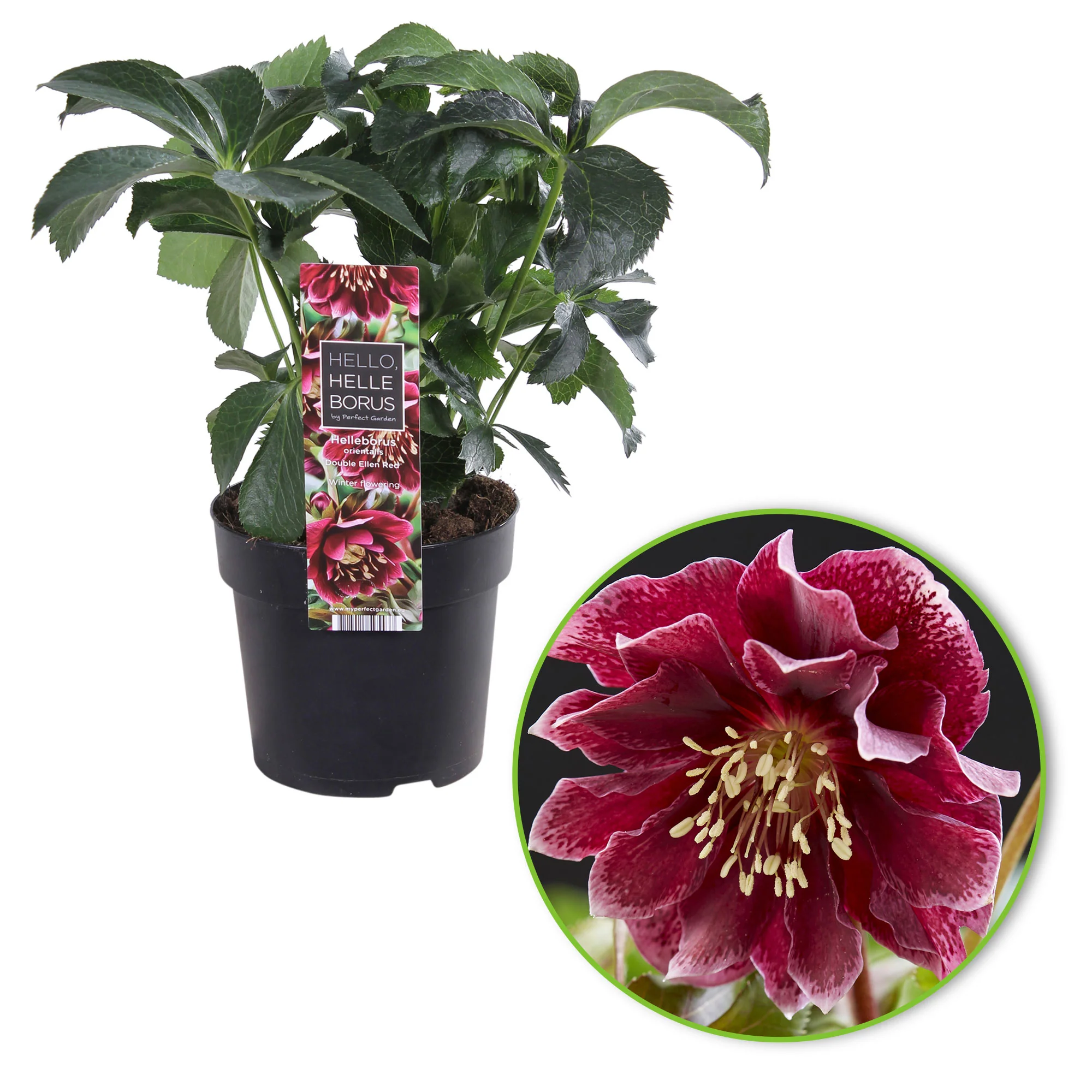Rose de Noël Helleborus 'Double Ellen' Rouge - Image 2