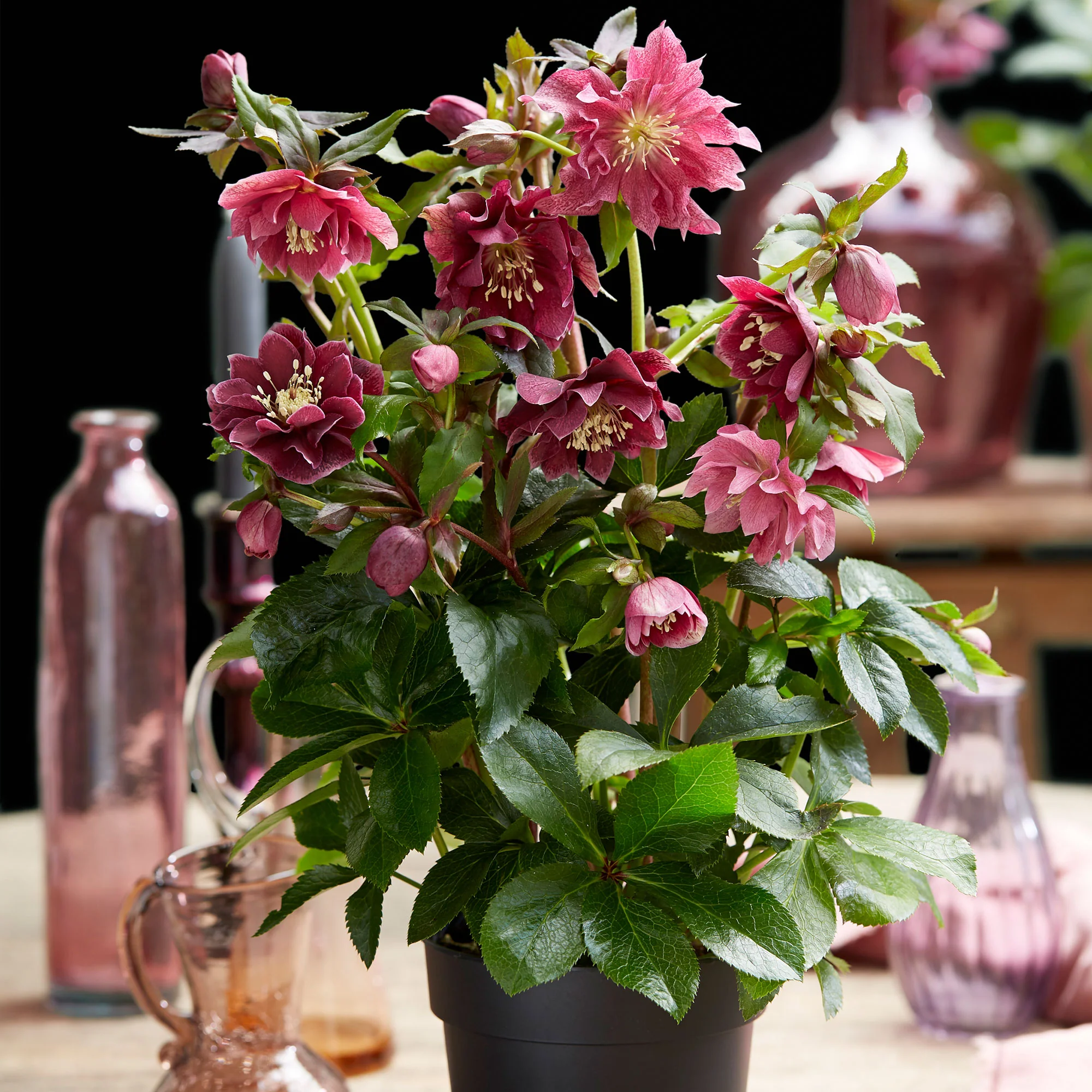 Rose de Noël Helleborus 'Double Ellen' Rouge - Image 3