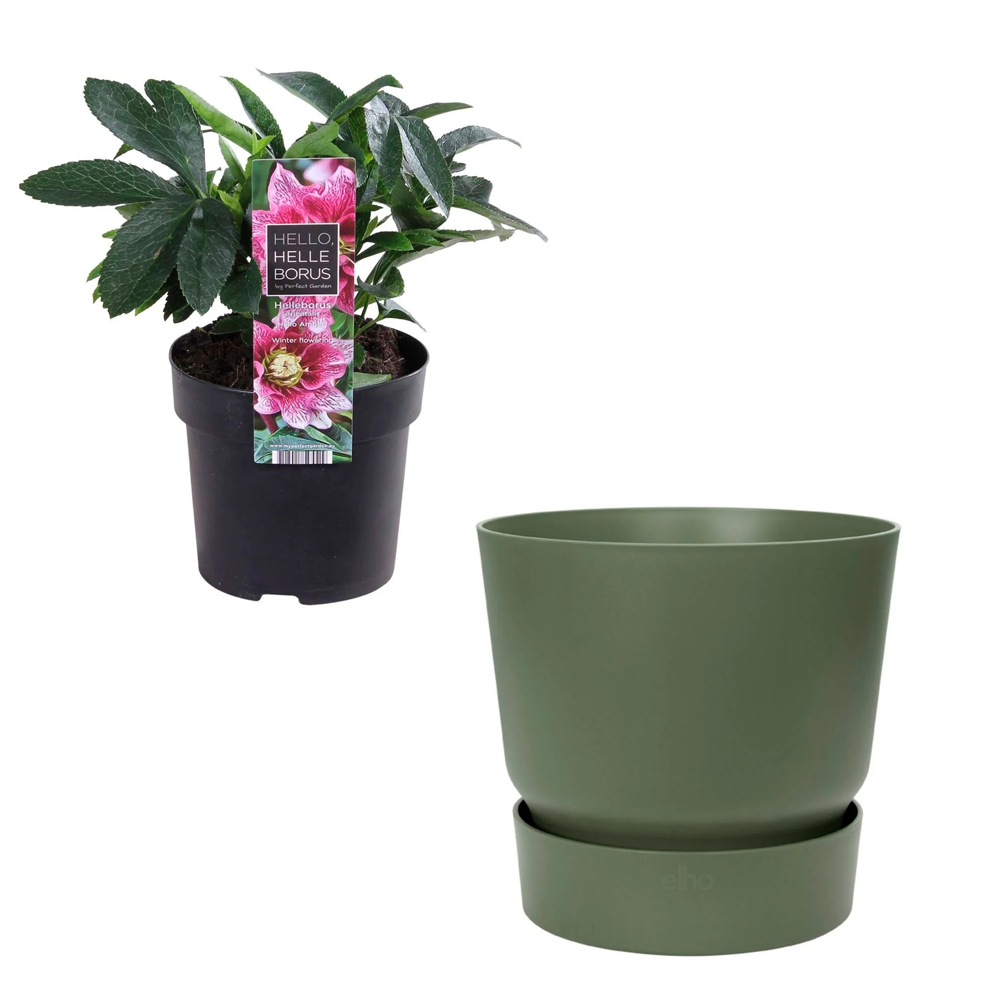 Rose de Noël Helleborus 'Hello Amber' Rose avec pot décoratif - Image 3