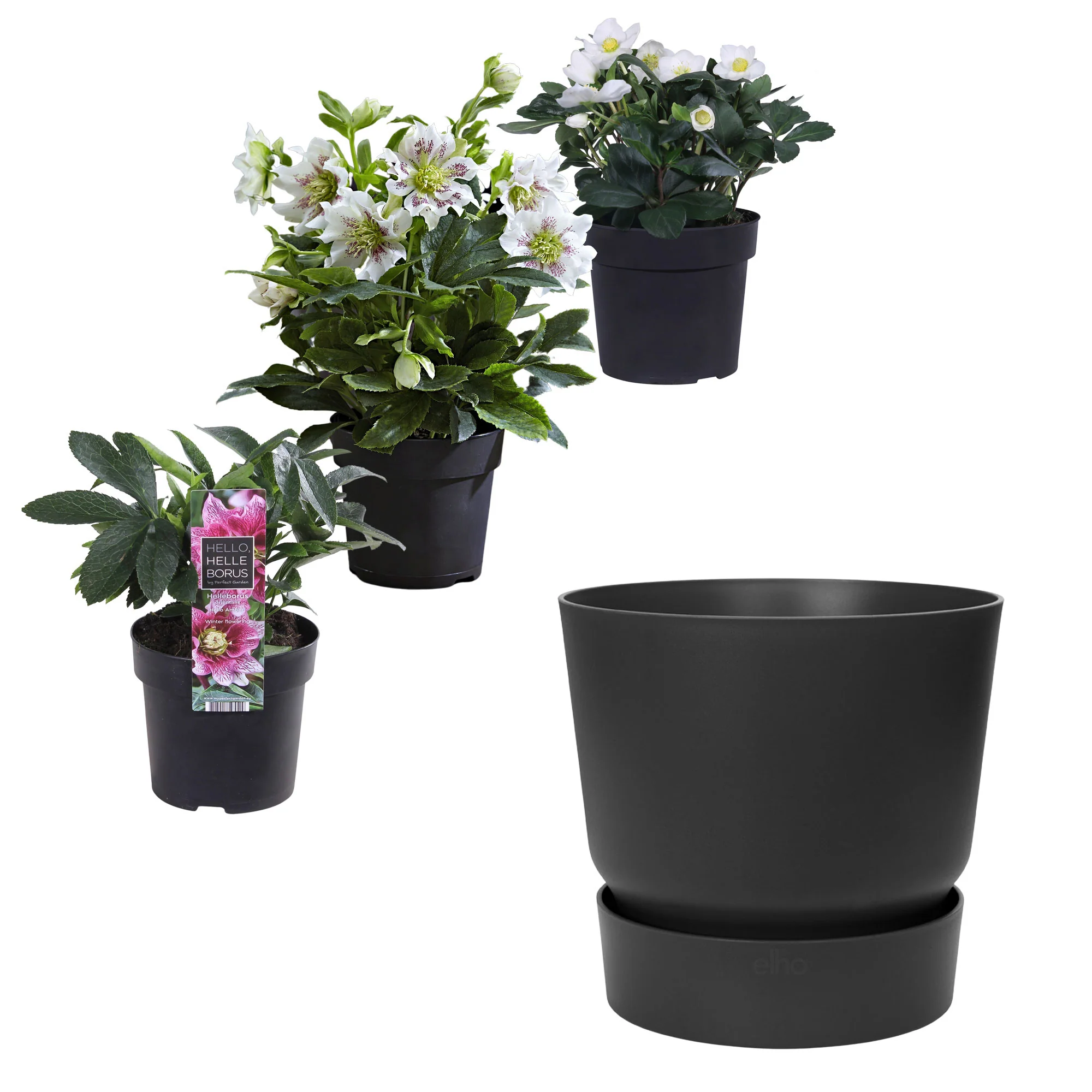 Rose de Noël Helleborus - Mélange 'Helleborus Plezier' avec cache-pot noir - Image 4