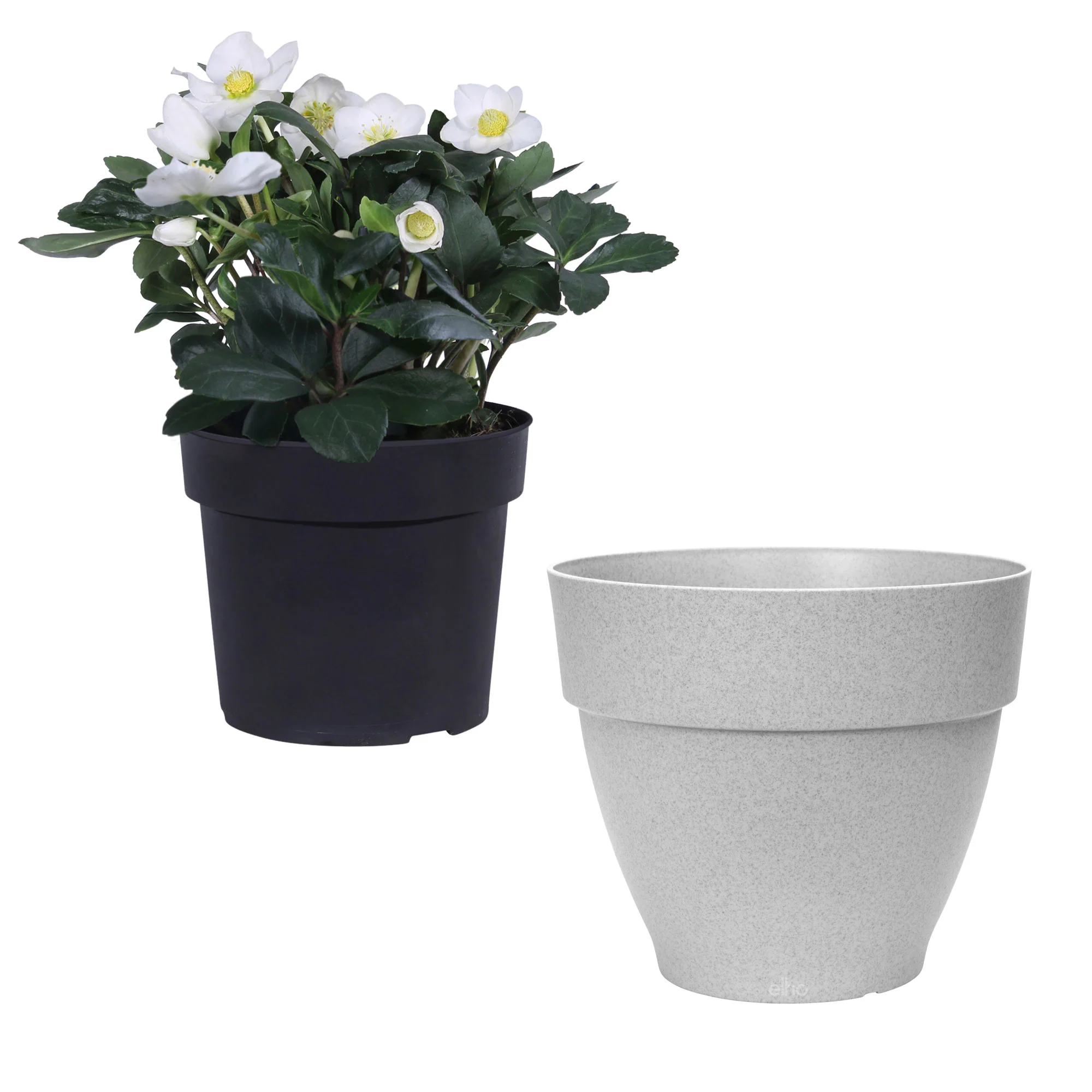 Rose de Noël Helleborus niger 'Christmas Carol' avec pot d'extérieur gris - Image 3