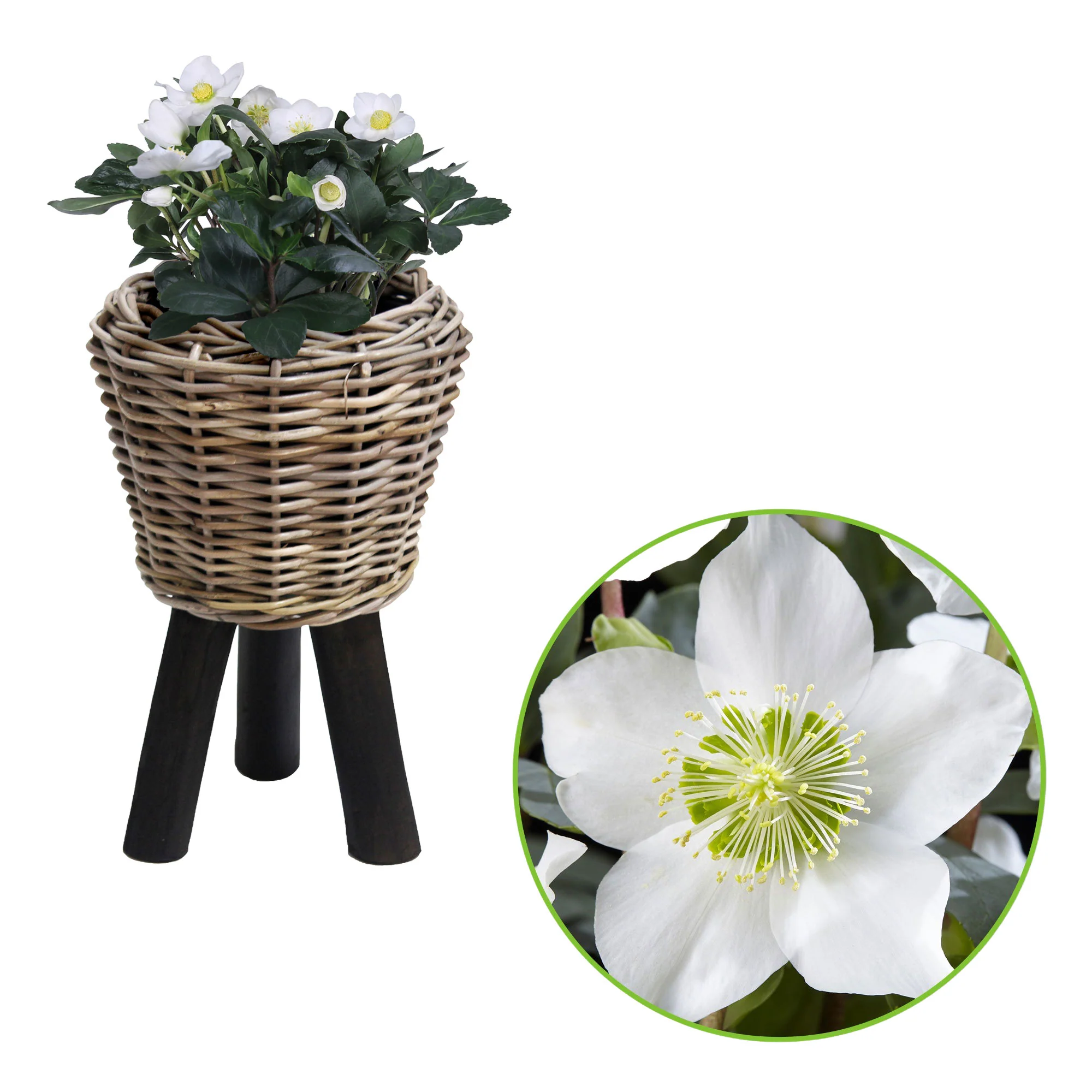 Rose de Noël Helleborus niger 'Christmas Carol' avec pot Drypot en rotin gris - Image 2