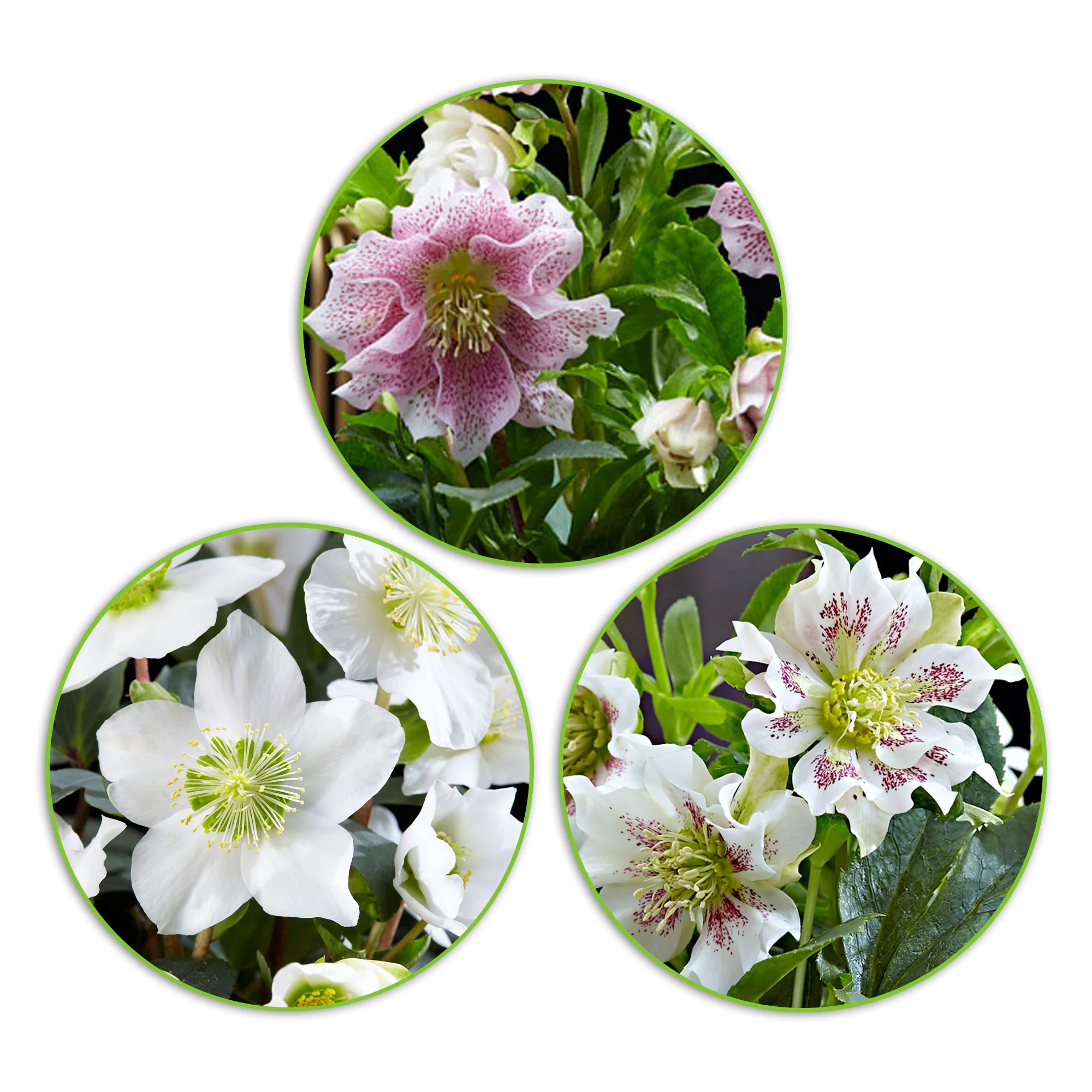 Rose de Noël - Mélange 'Prachtige Helleborus' avec cache-pot blanc