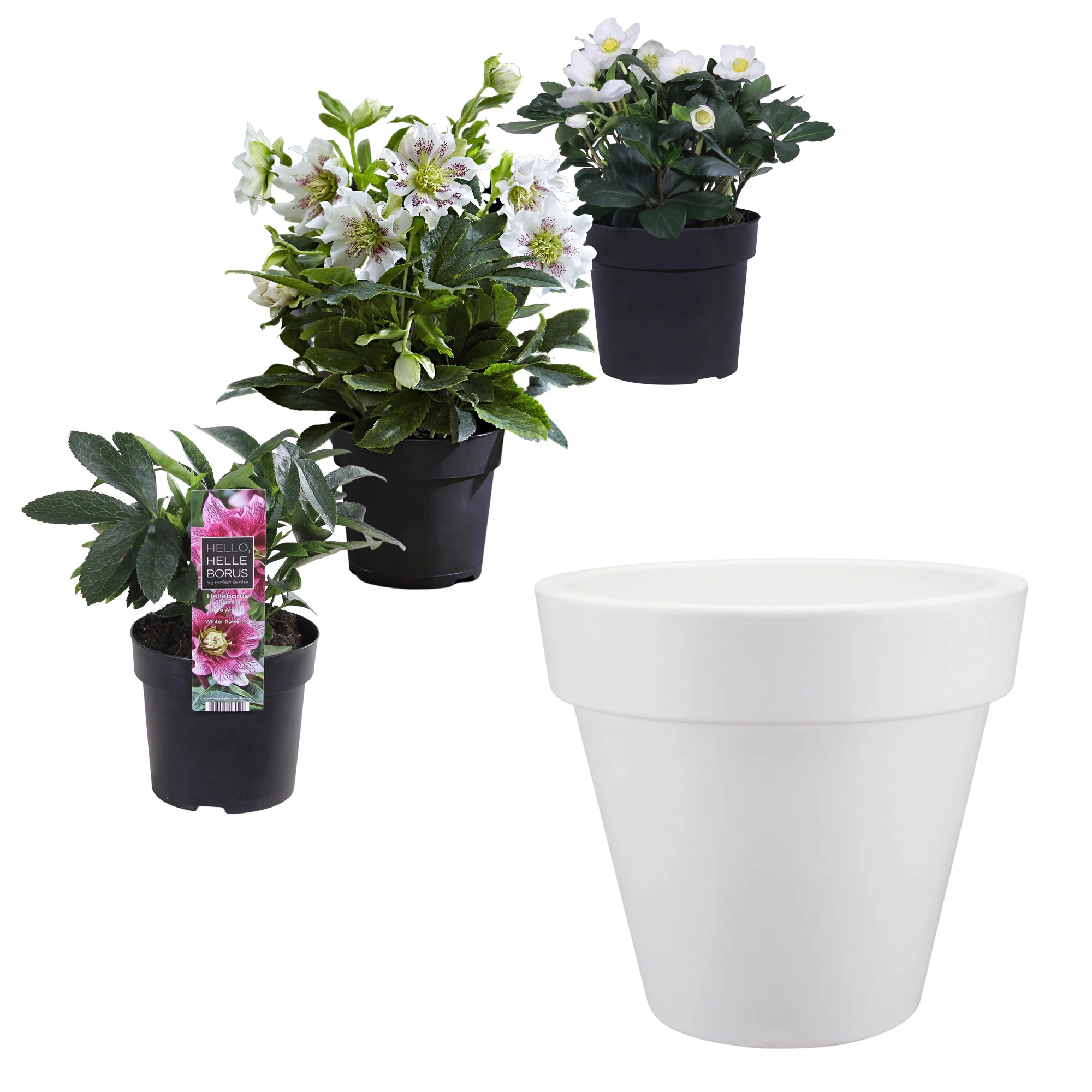 Rose de Noël - Mélange 'Prachtige Helleborus' avec cache-pot blanc - Image 4