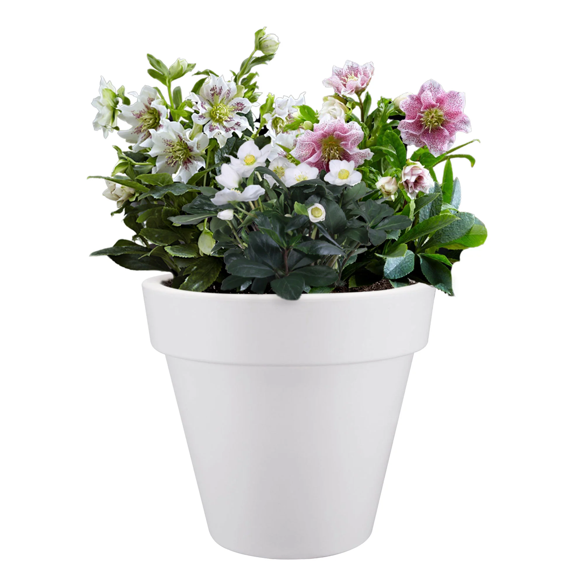 Rose de Noël - Mélange 'Prachtige Helleborus' avec cache-pot blanc - Image 5