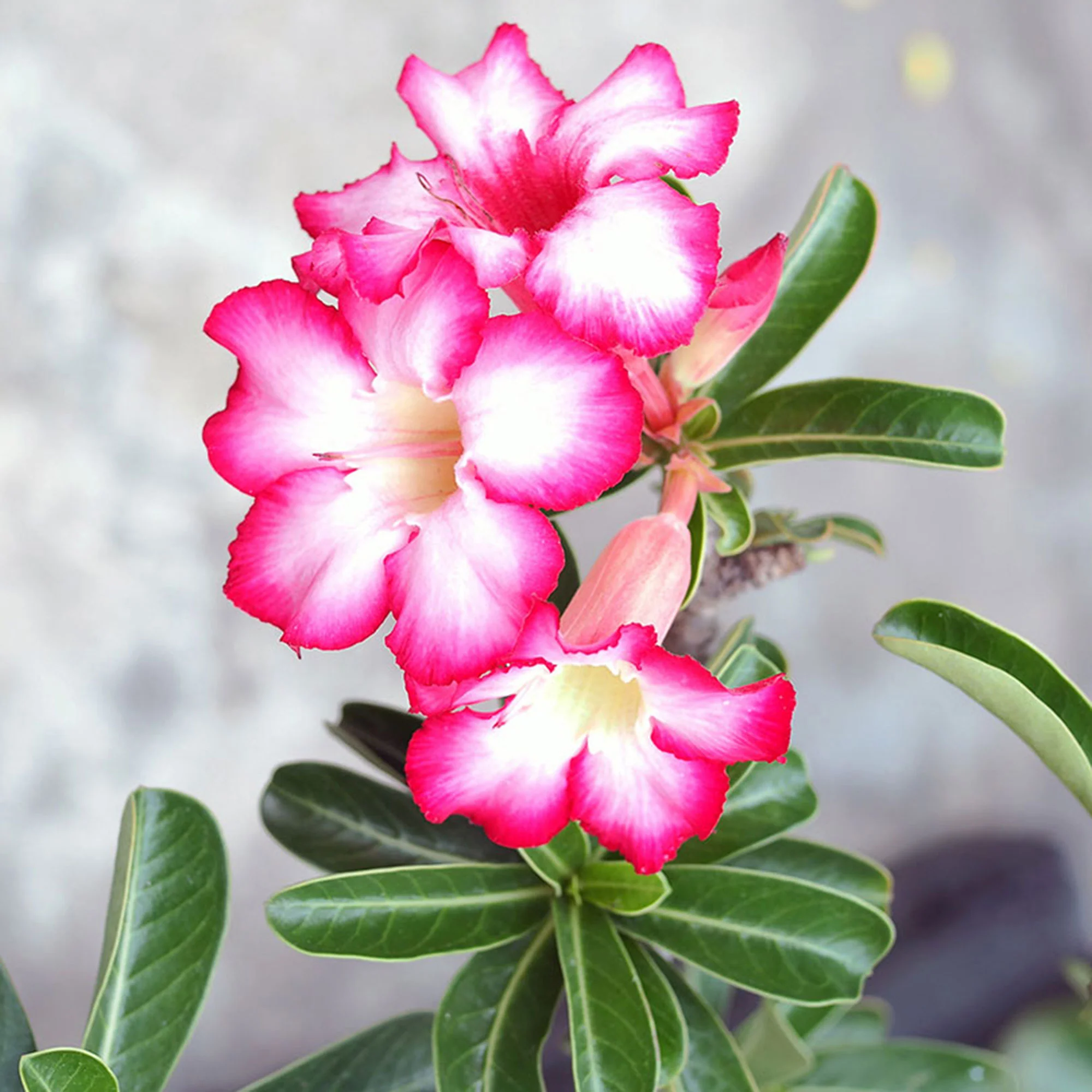 Rose du désert Adenium obesum Rose - Image 2