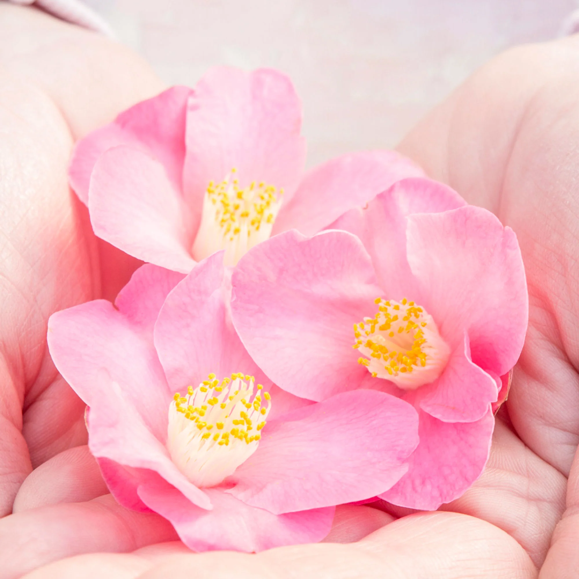Rose du Japon Camellia 'Winter Perfume Pink' rose - Image 3