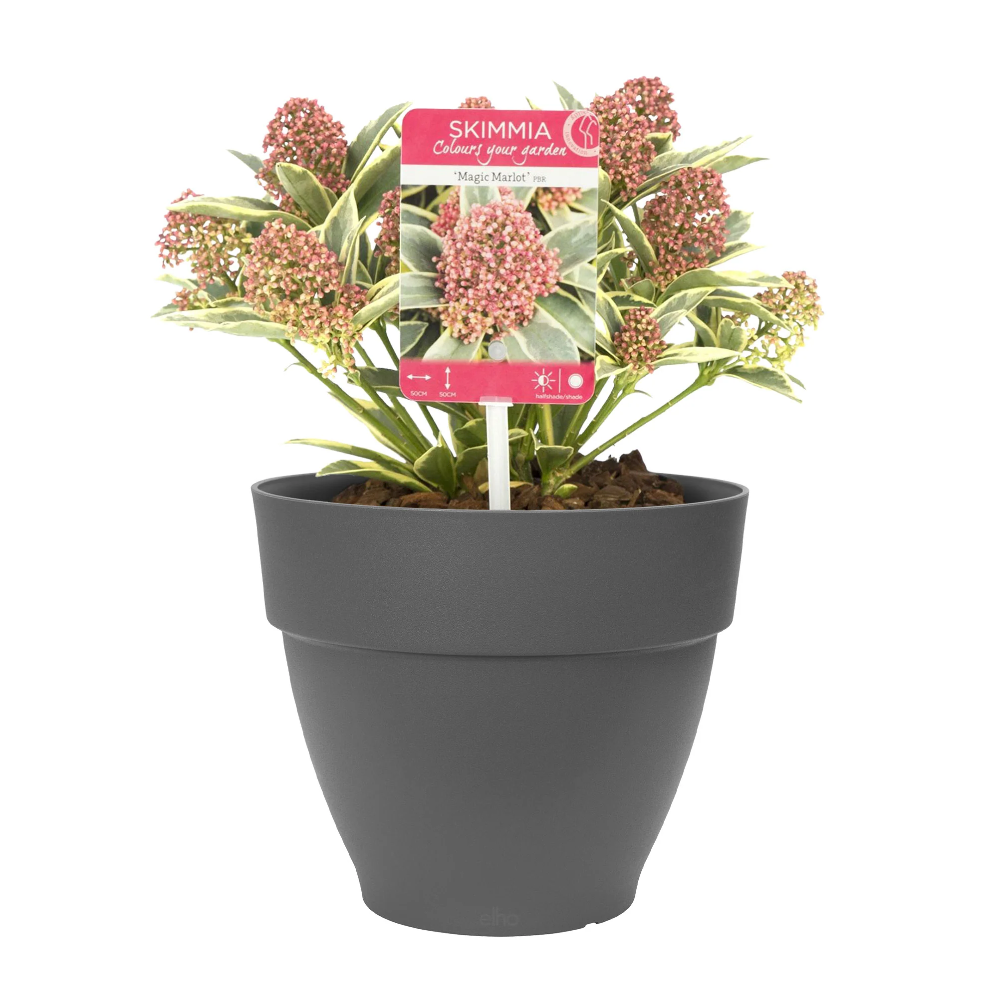 Rose du Japon japonica vert-rouge-rose incl. cache-pot - Image 4