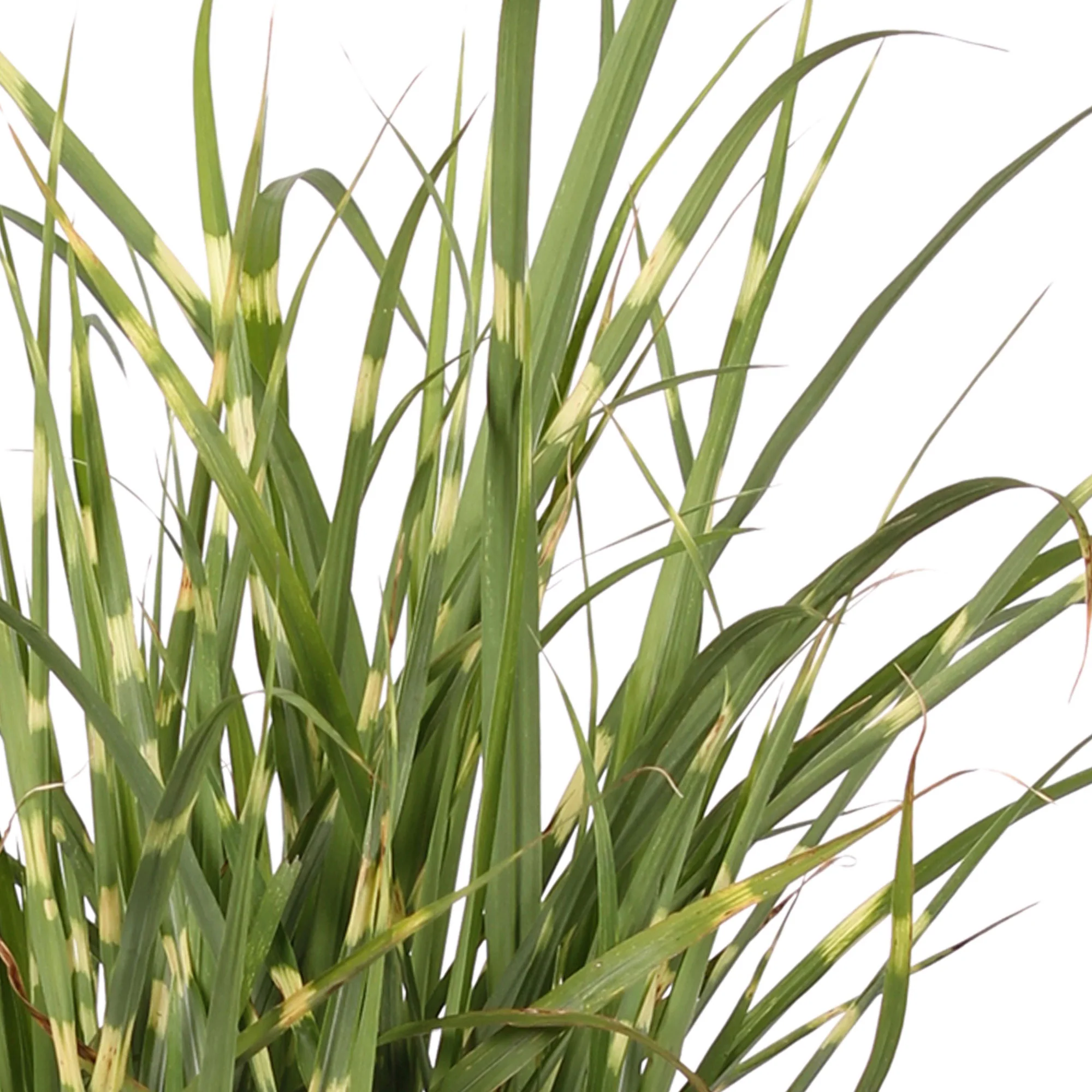 Roseau de Chine Miscanthus 'Strictus' - Image 2