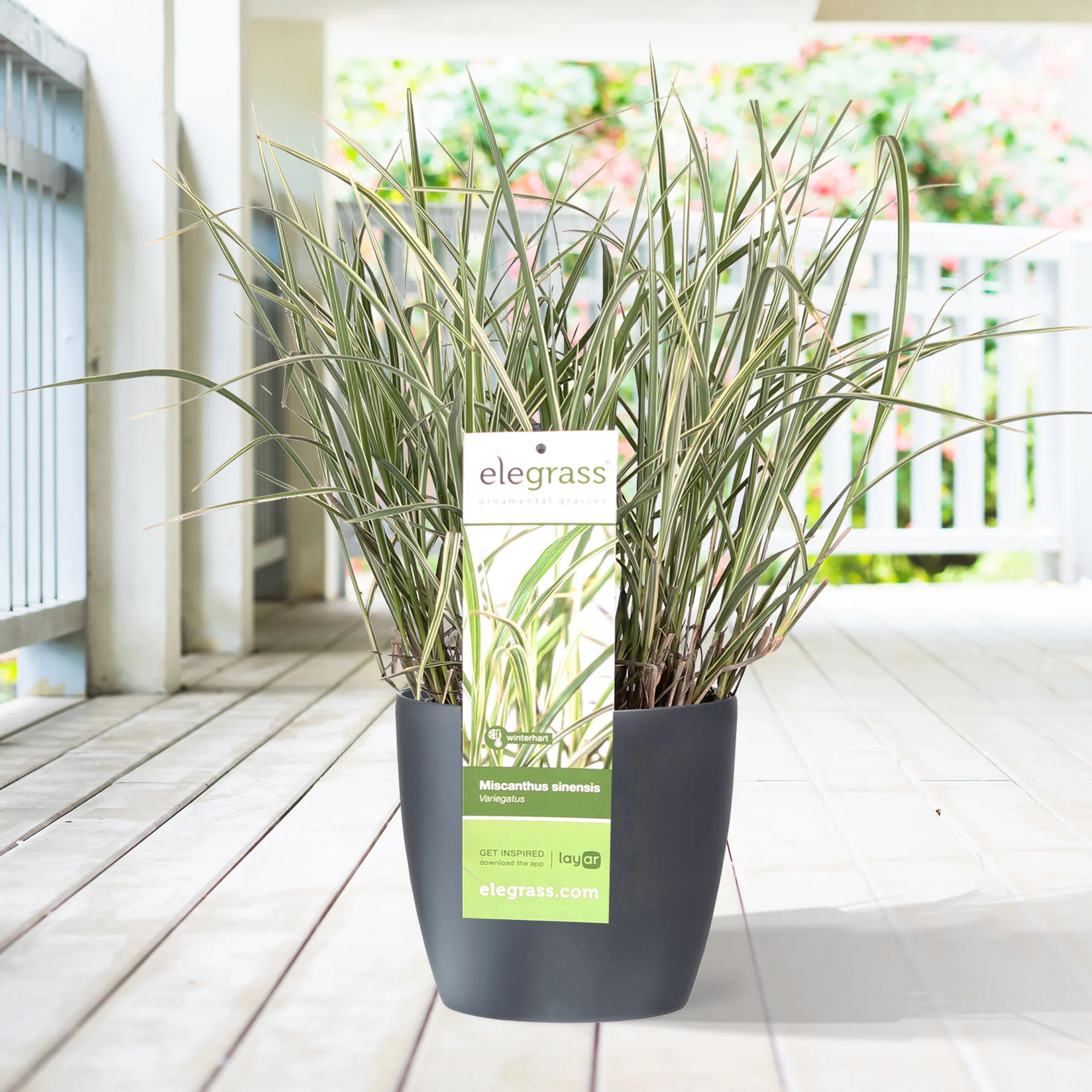 Roseau de Chine Miscanthus 'Variegatus'
