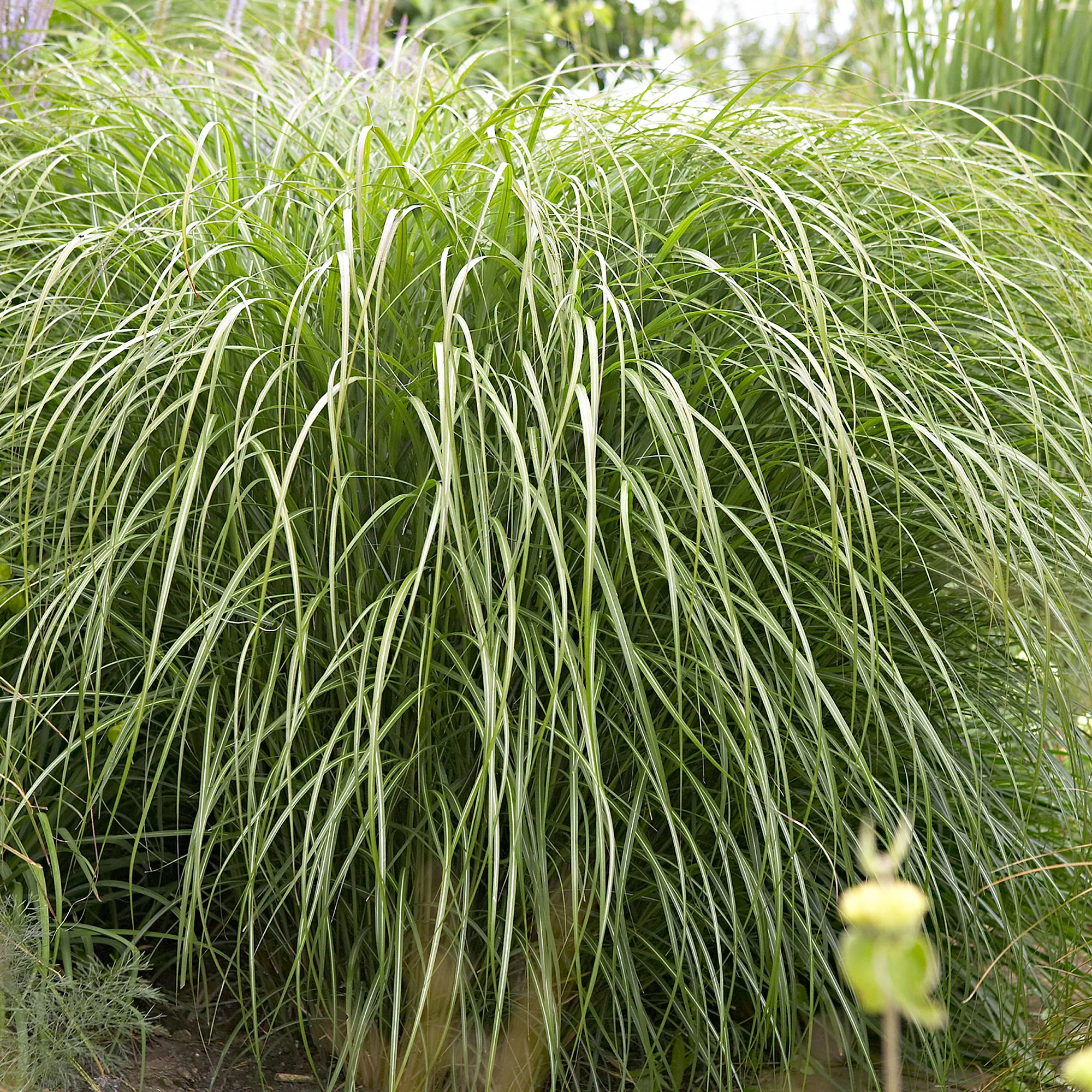Roseau de Chine Miscanthus 'Yakushima Dwarf' blanc-marron - Image 3