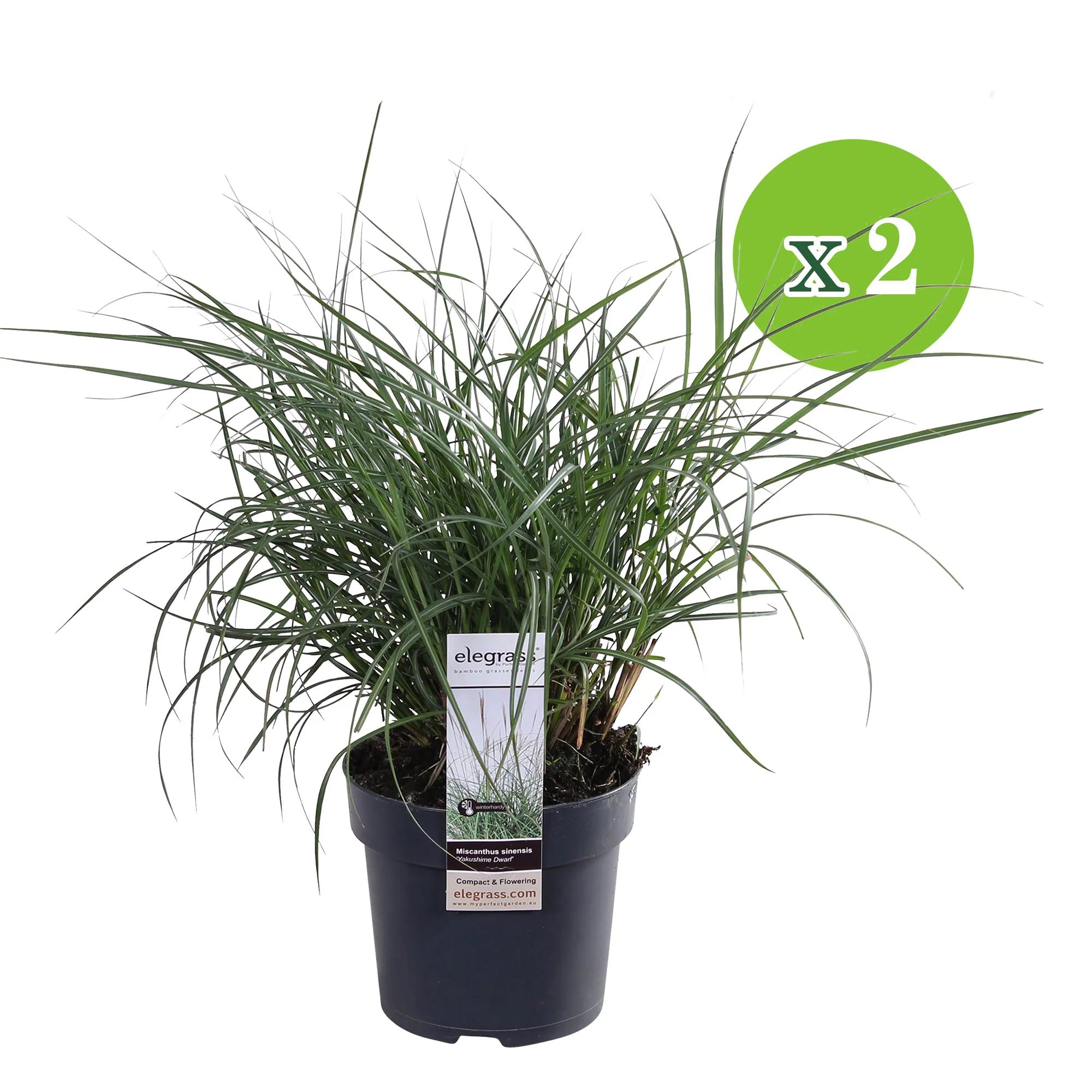 Roseau de Chine Miscanthus 'Yakushima Dwarf' blanc-marron - Image 6