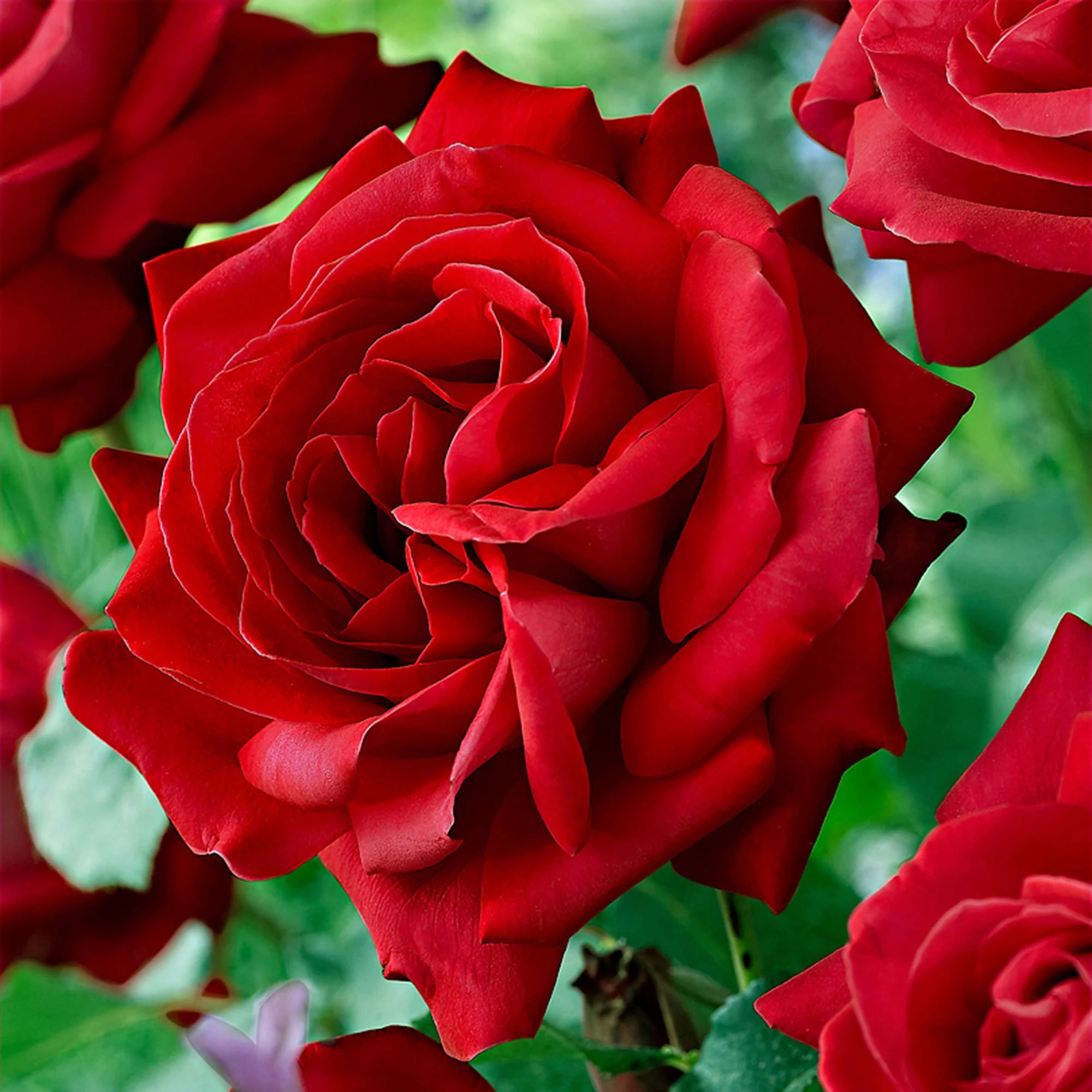Rosier à grandes fleurs Rosa 'Dame de Coeur' rouge - Image 2