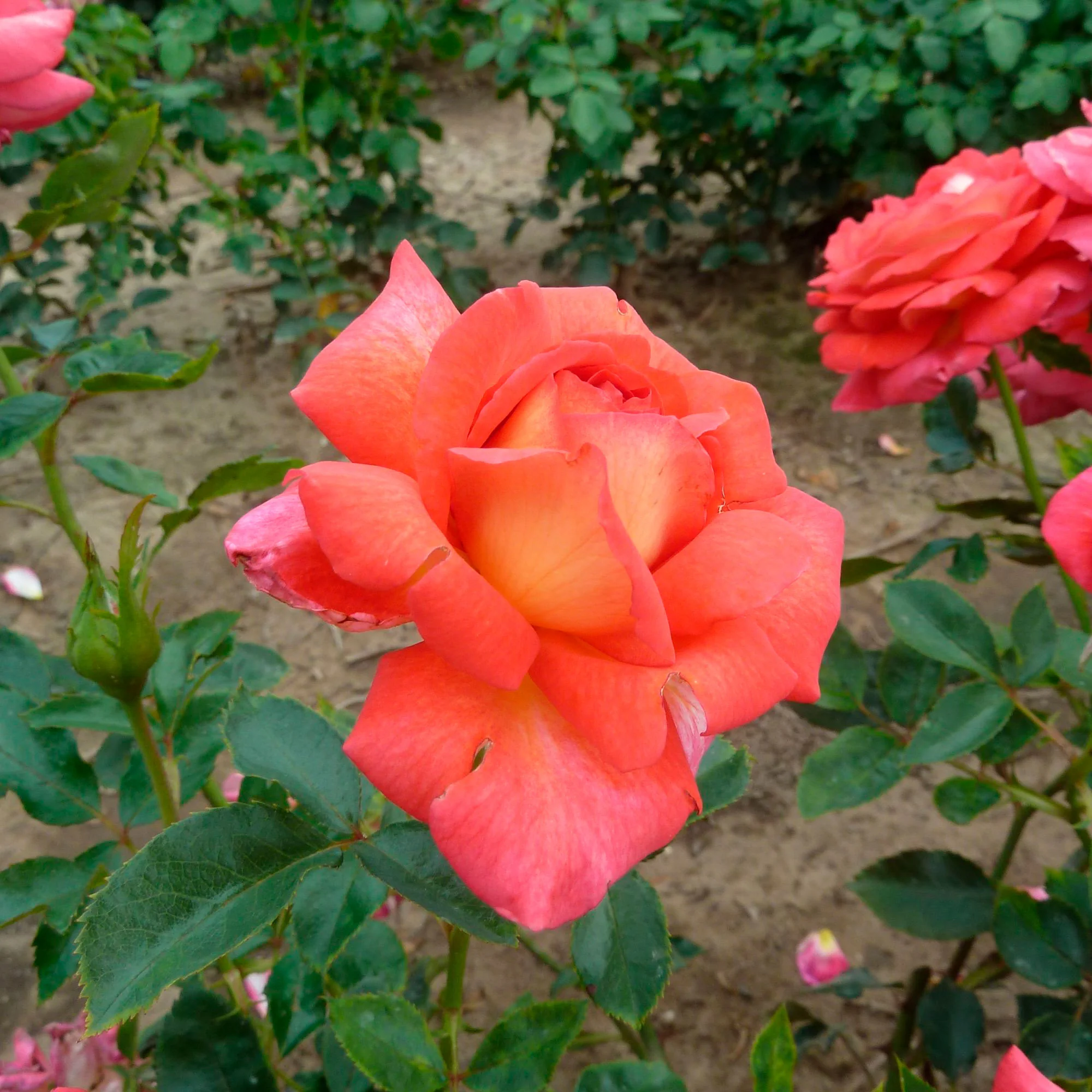 Rosier à grandes fleurs Rosa 'Parfum de Grasse'®  Jaune-Rose - Image 2