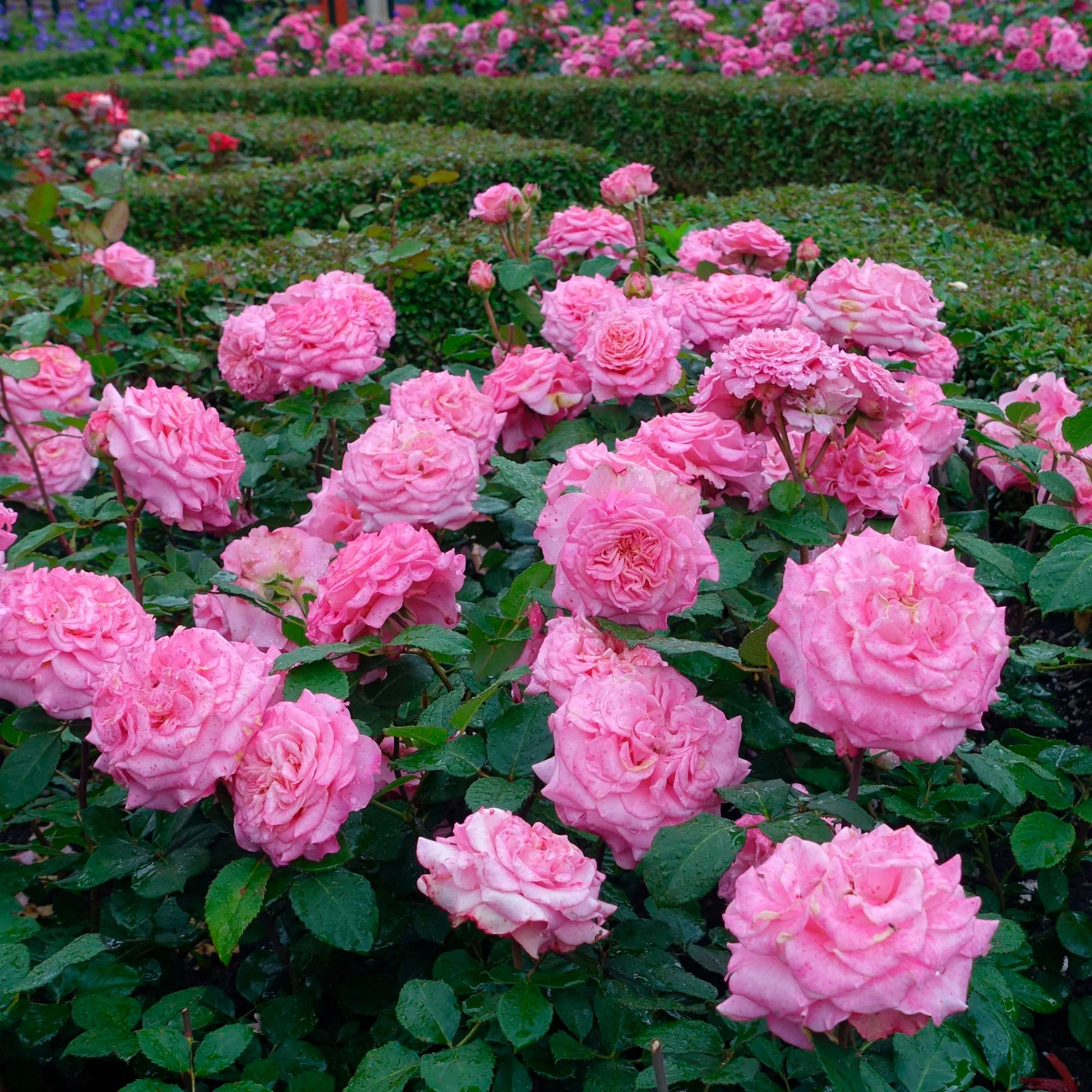 Rosier à grandes fleurs Rosa 'Romina'® Rose - Image 2