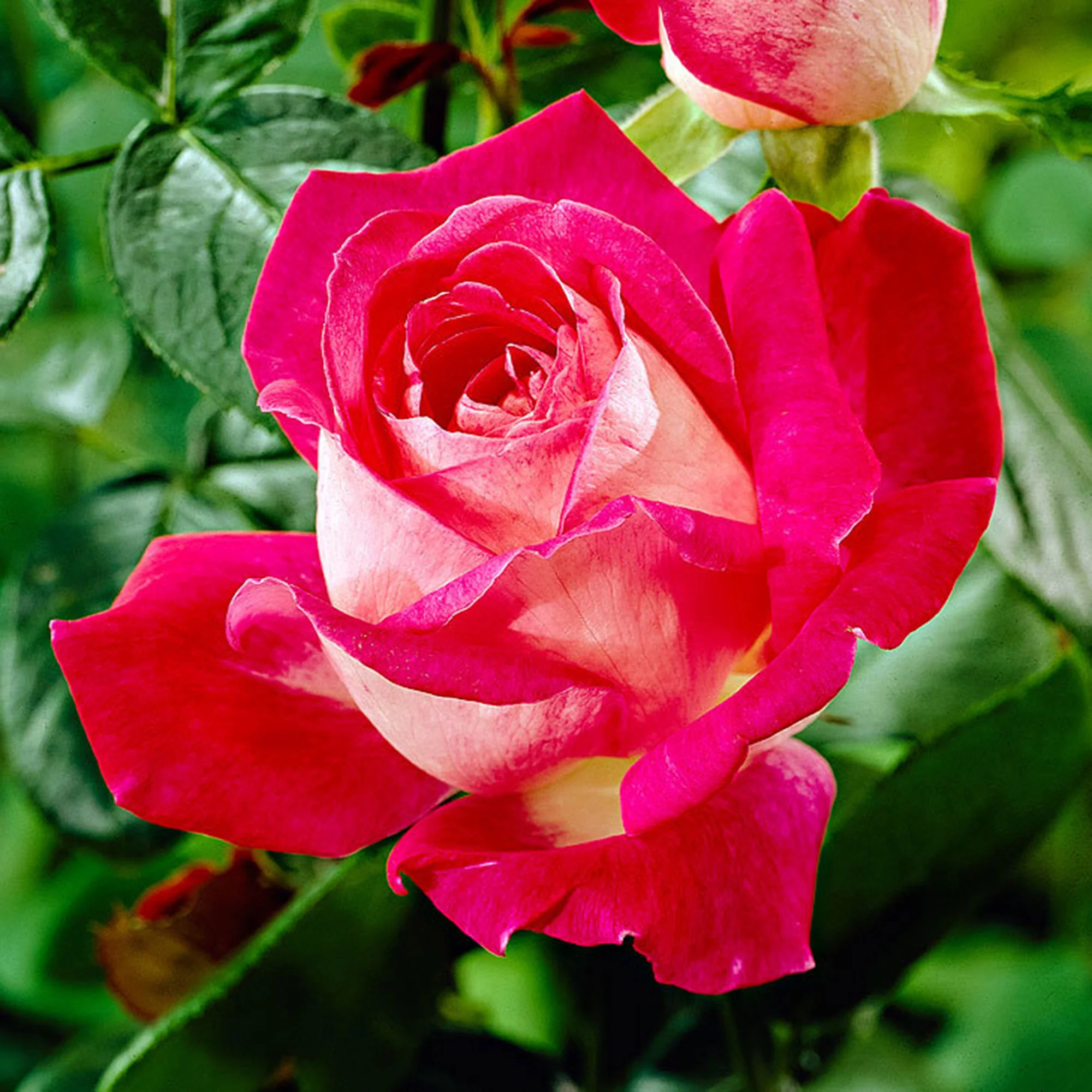 Rosier à grandes fleurs Rosa 'Rose Gaujard' rouge - Image 3