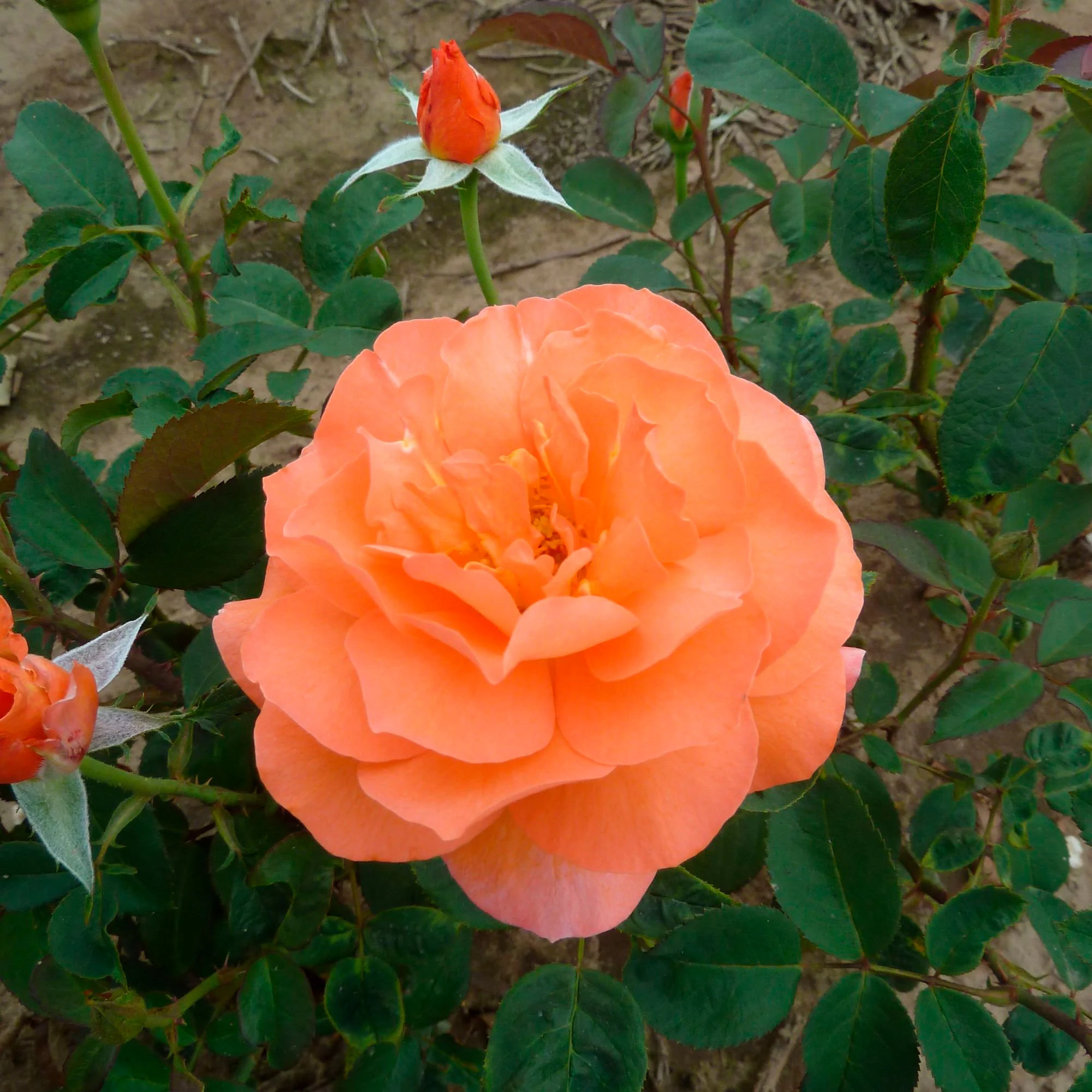 Rosier à grandes fleurs Rosa 'Tea Time'®  Orangé - Image 2