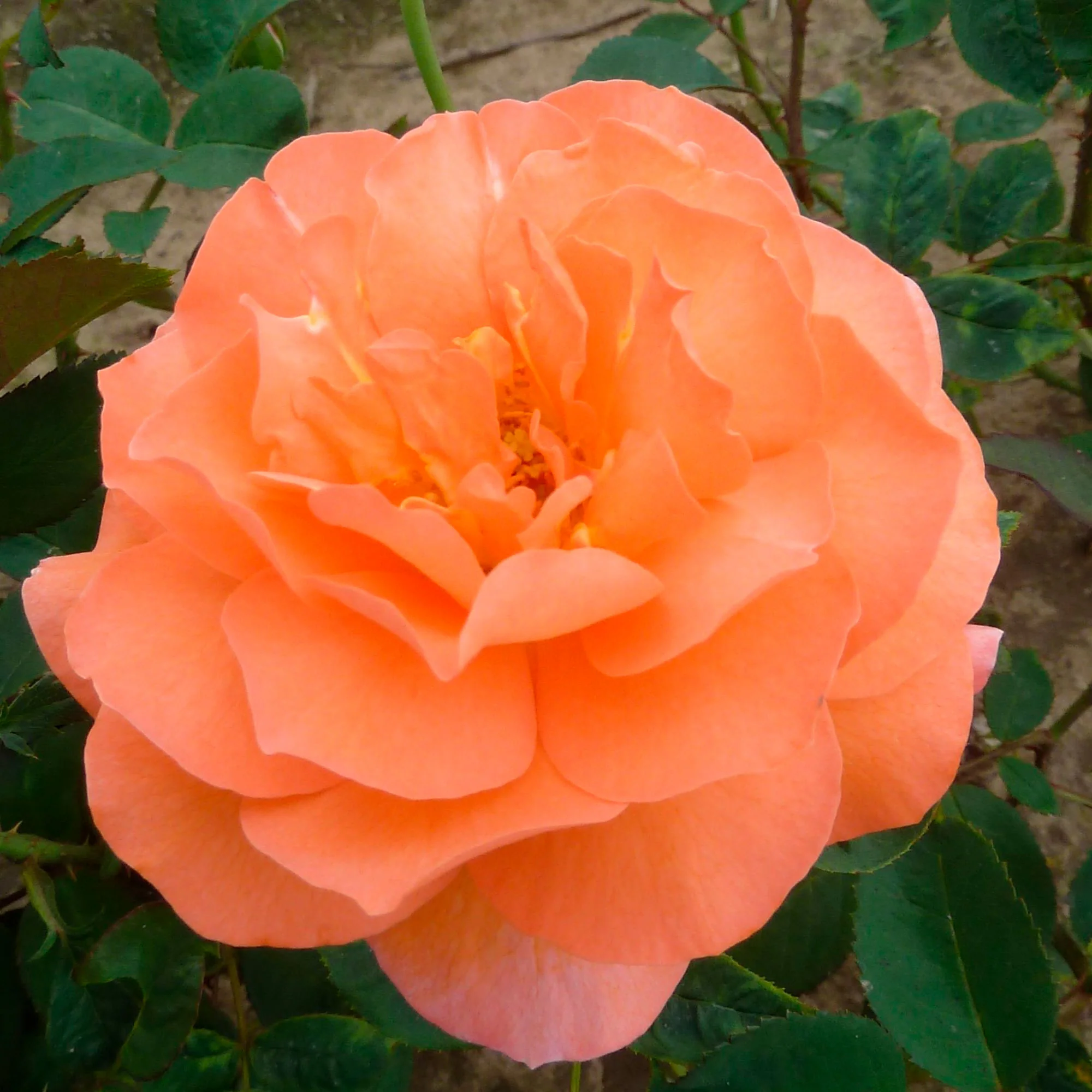 Rosier à grandes fleurs Rosa 'Tea Time'®  Orangé - Image 3
