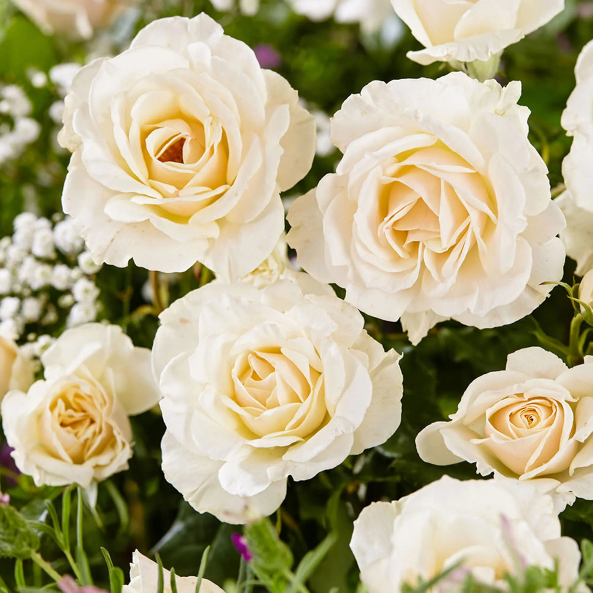 Rosier à grandes fleurs Rosa 'True Love' blanc - Image 2