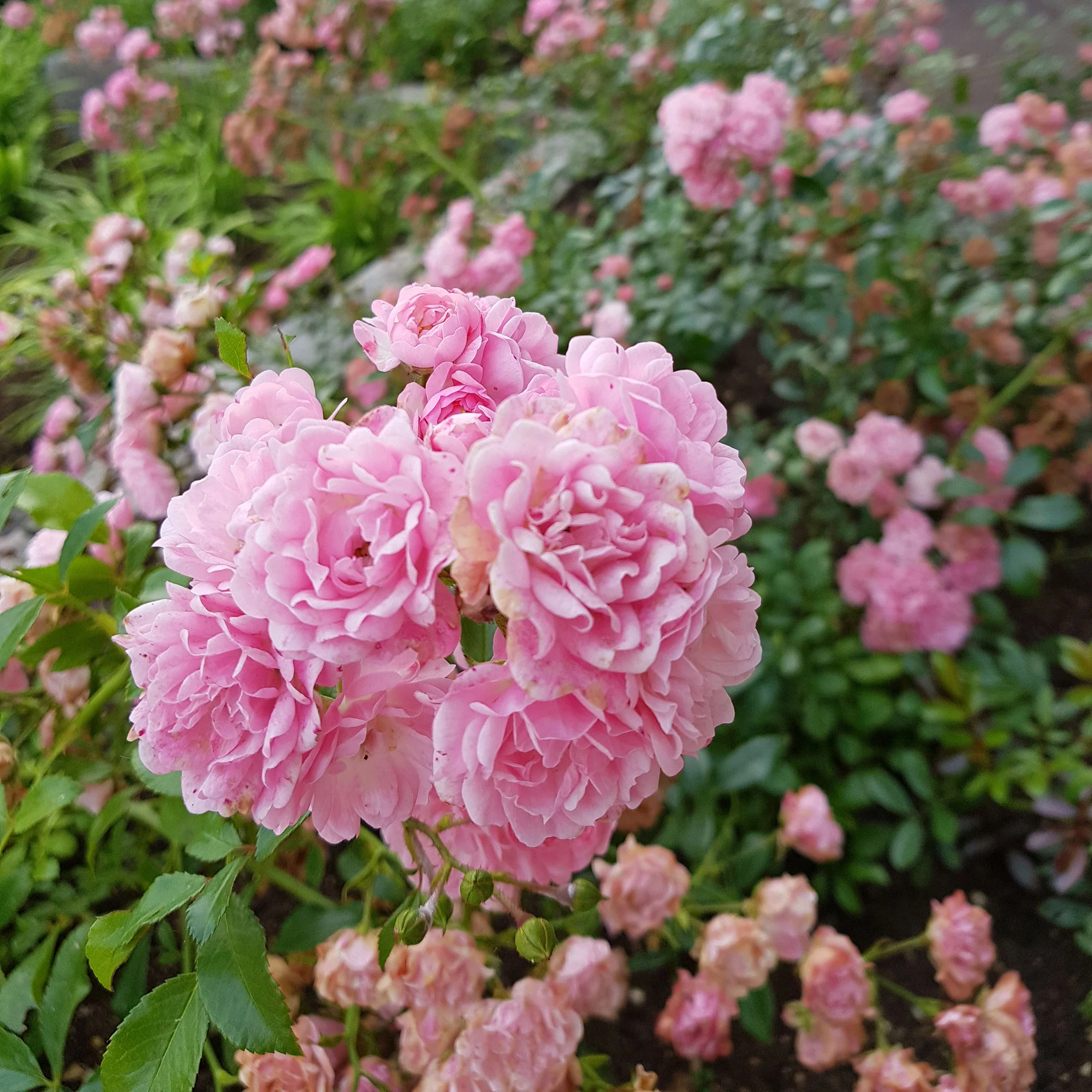 Rosier couvre-sol 'Rosa'  'The Fairy'® Rose  - Plants à racines nues - Image 2