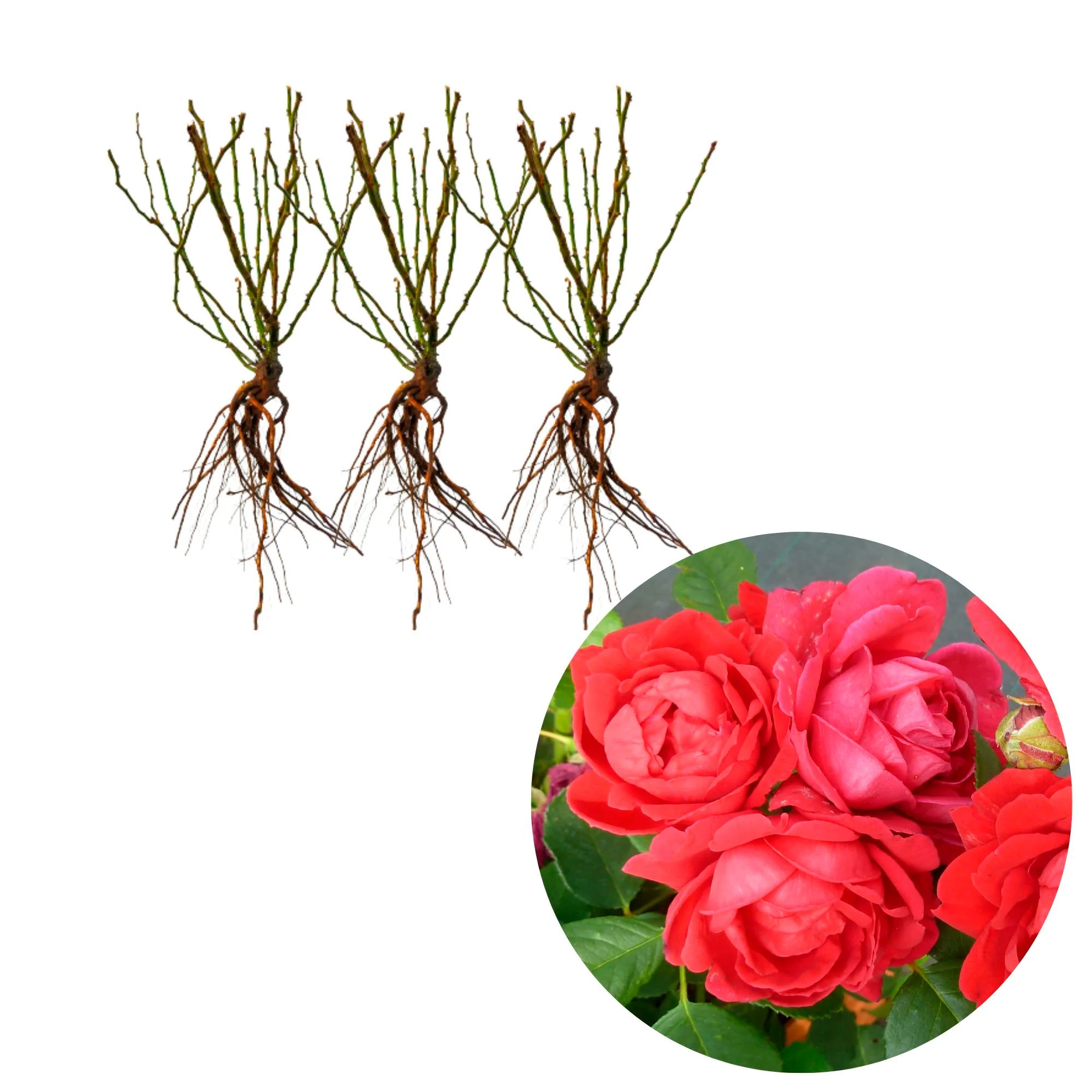Rosier grimpant 'Paul's Scarlet Climber'®  - Plants à racines nues - Image 4
