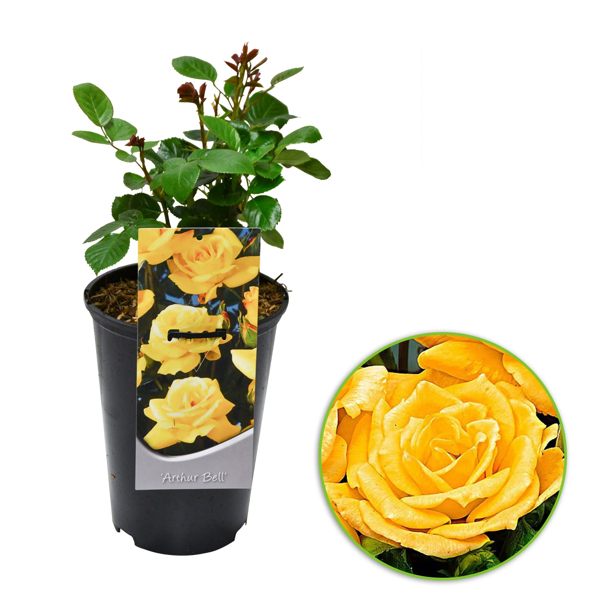 Rosier multiflore Rosa 'Arthur Bell' jaune - Image 3