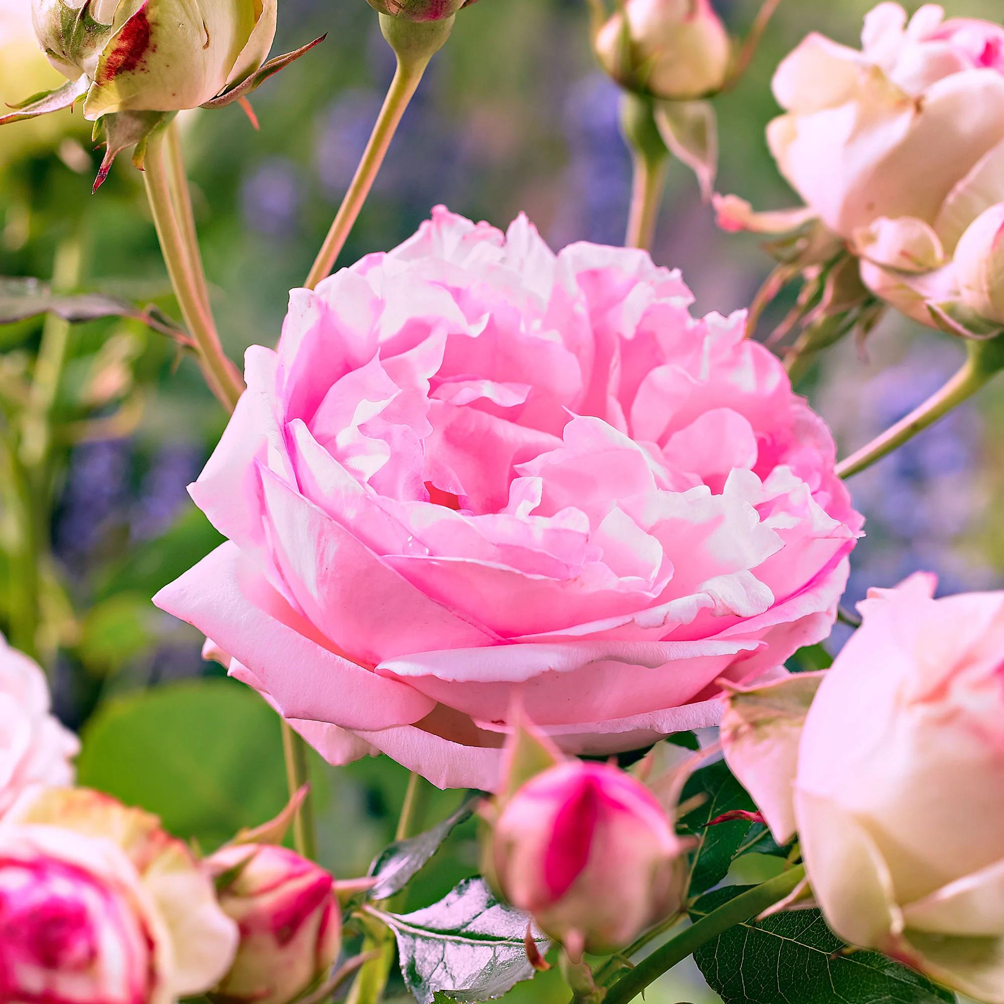 Rosier multiflore Rosa floribunda 'Leonardo da Vinci' rose - Plants à racines nues - Image 2