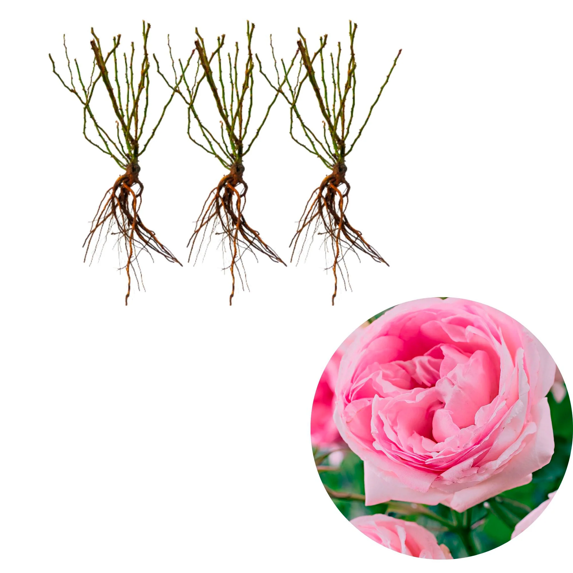 Rosier multiflore Rosa floribunda 'Leonardo da Vinci' rose - Plants à racines nues - Image 3