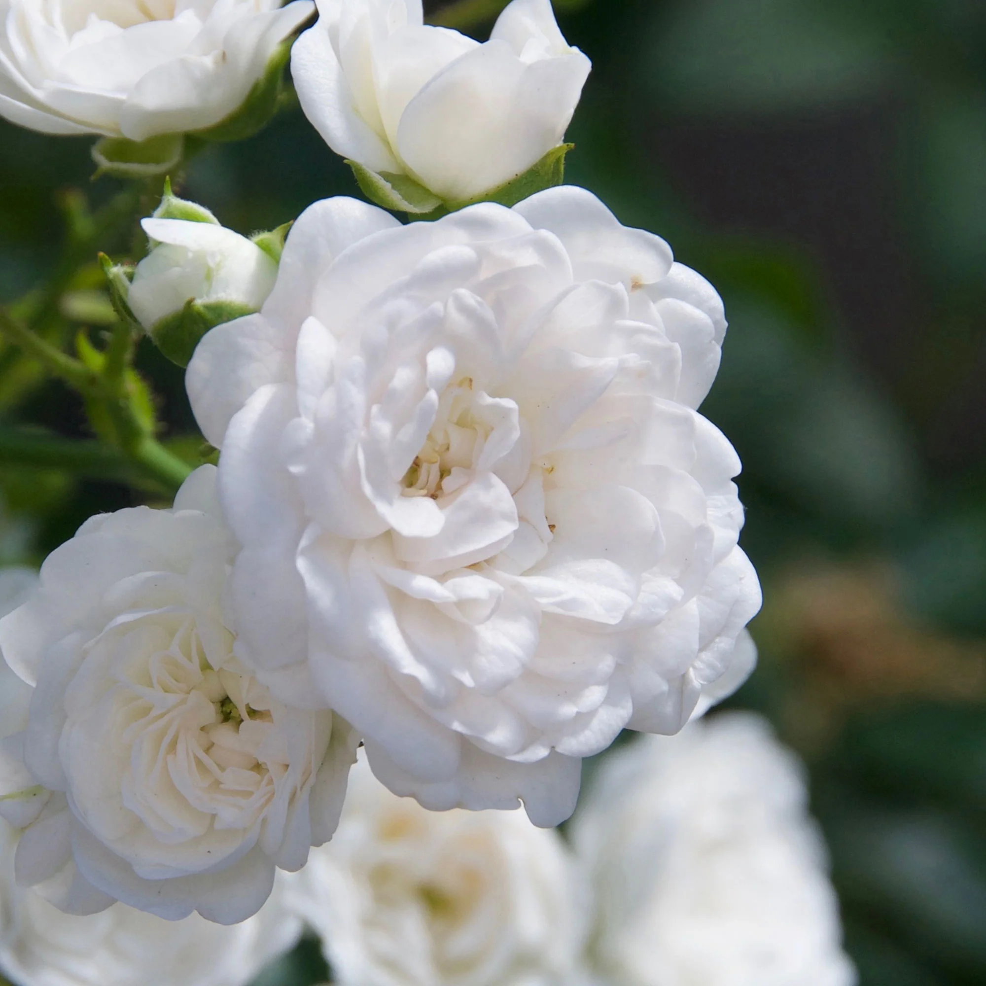 Rosier Rosa 'Crystal Fairy'®  Blanc - Image 3