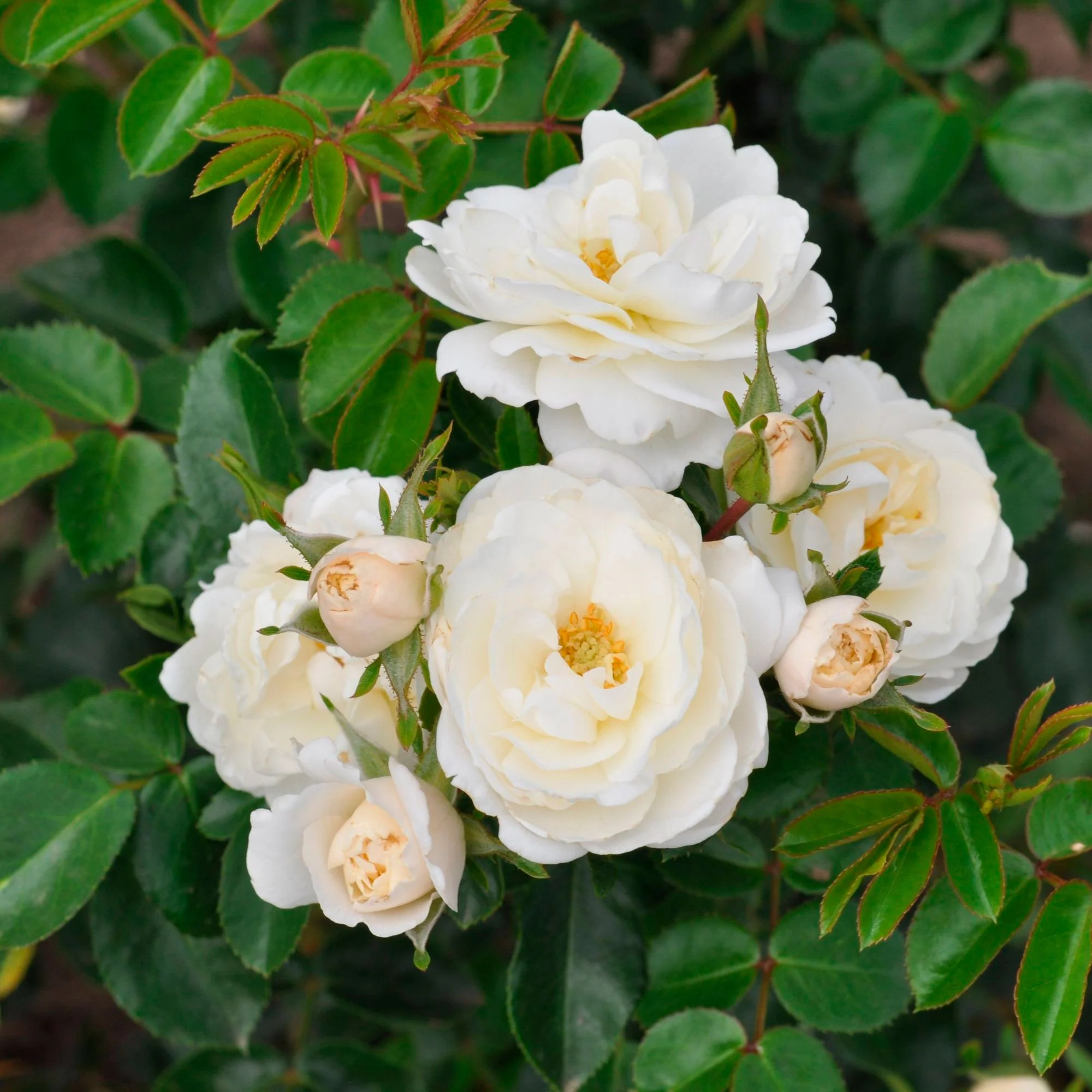 Rosier Rosa 'Crystal Mella'® Blanc - Image 2