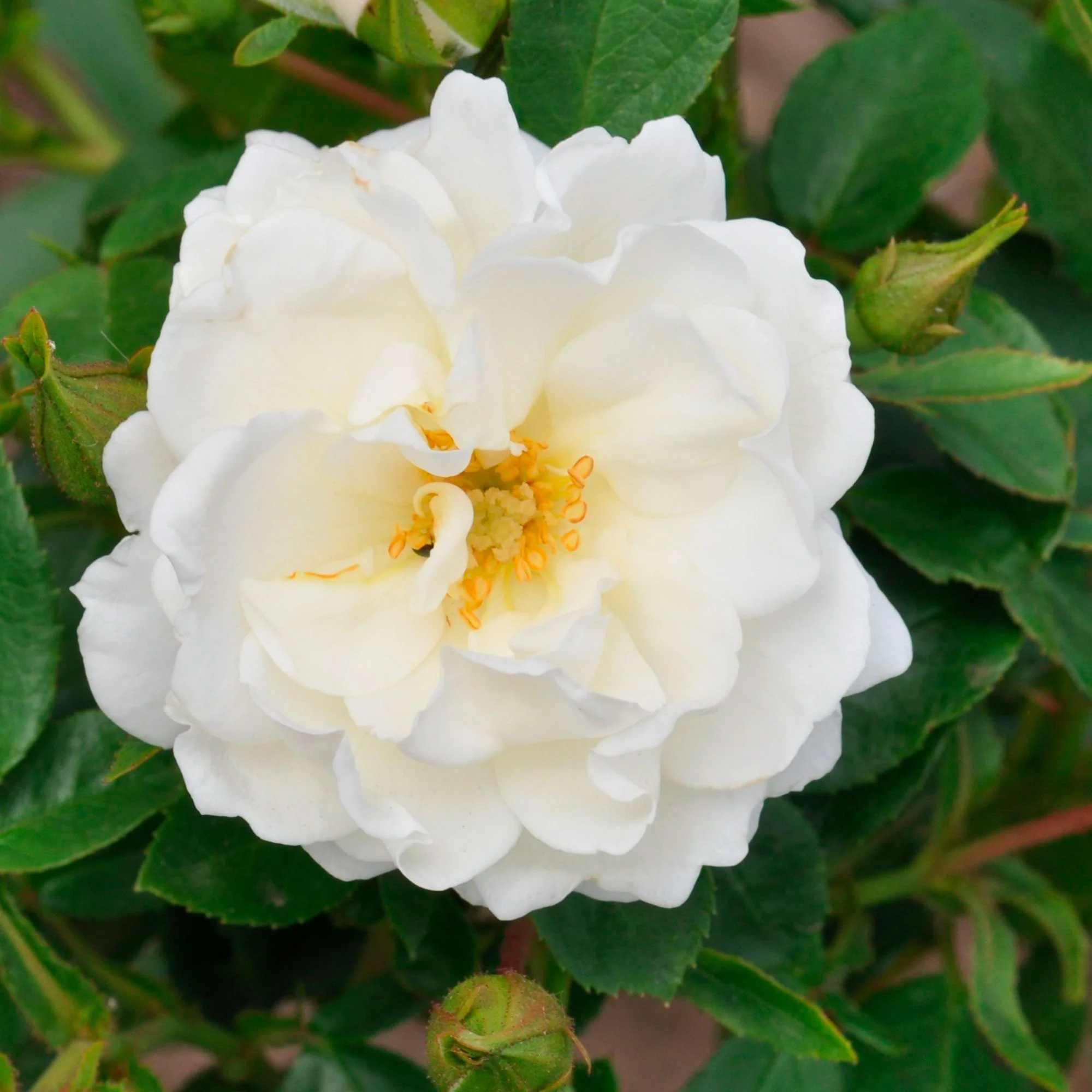 Rosier Rosa 'Crystal Mella'® Blanc - Image 3