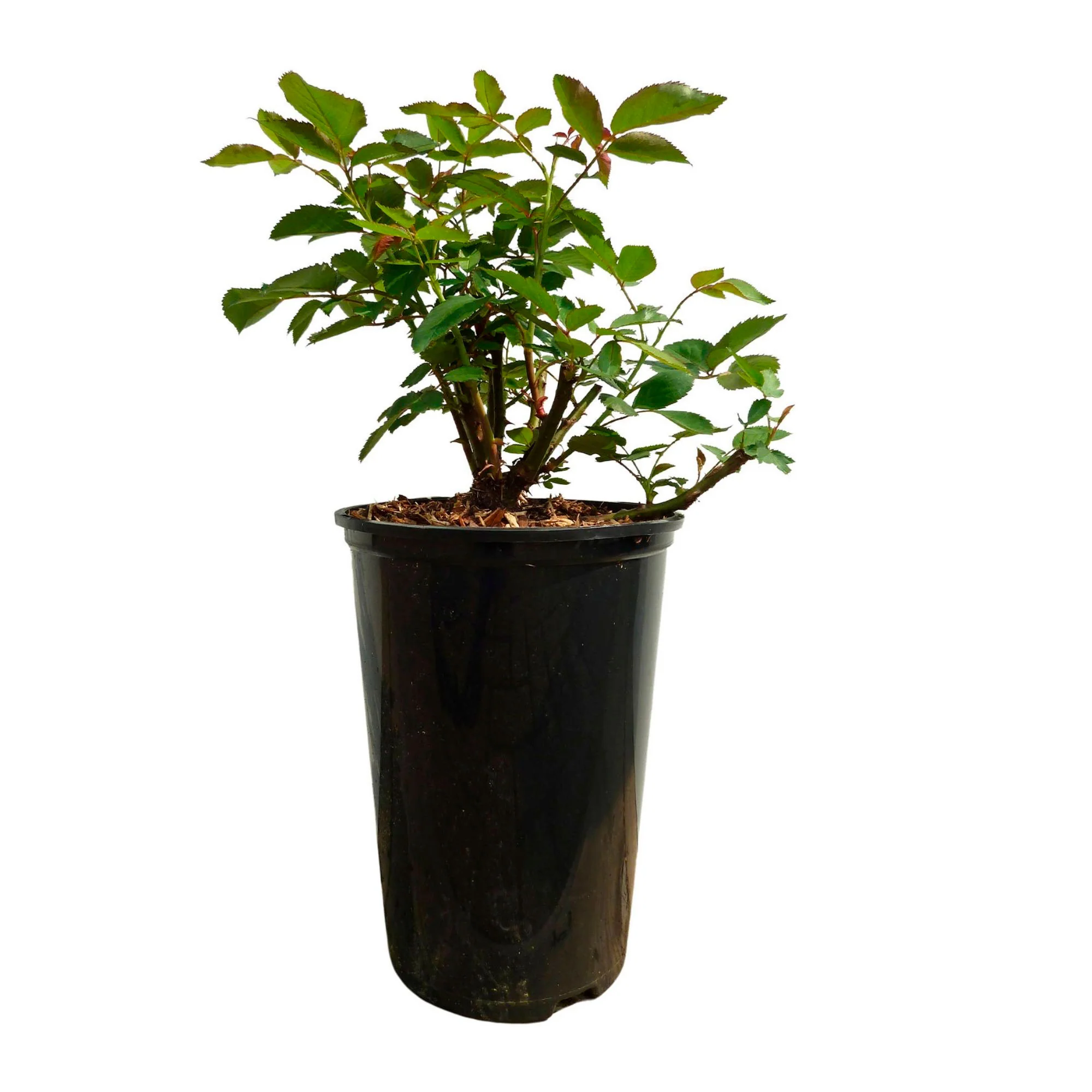 Rosier Rosa 'Ducat Mella'® Jaune - Image 4