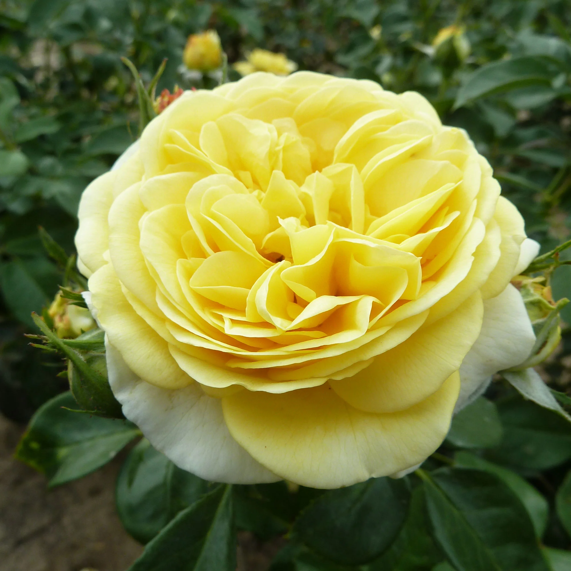 Rosier  Rosa 'Inka'® Jaune  - Plants à racines nues