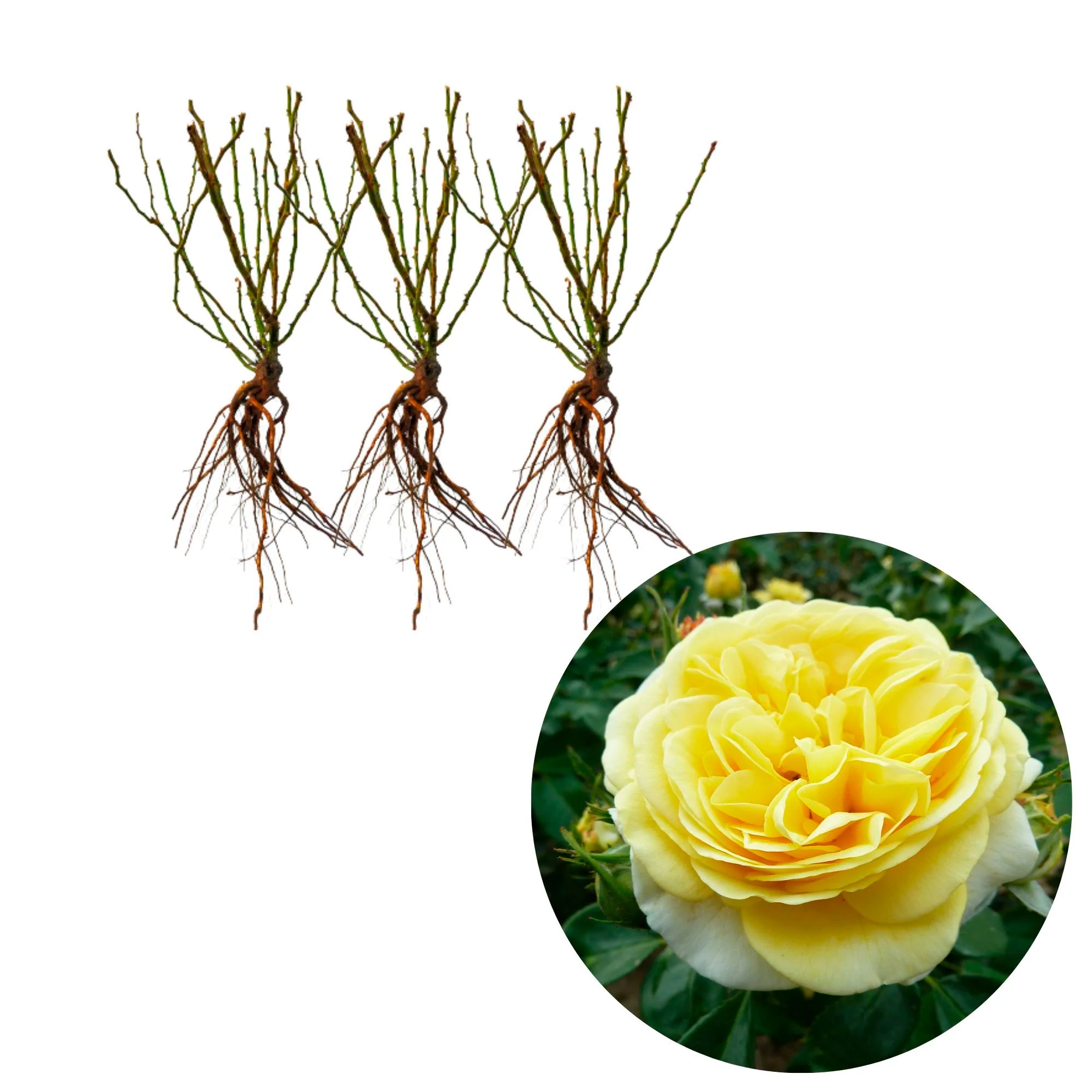 Rosier  Rosa 'Inka'® Jaune  - Plants à racines nues - Image 3