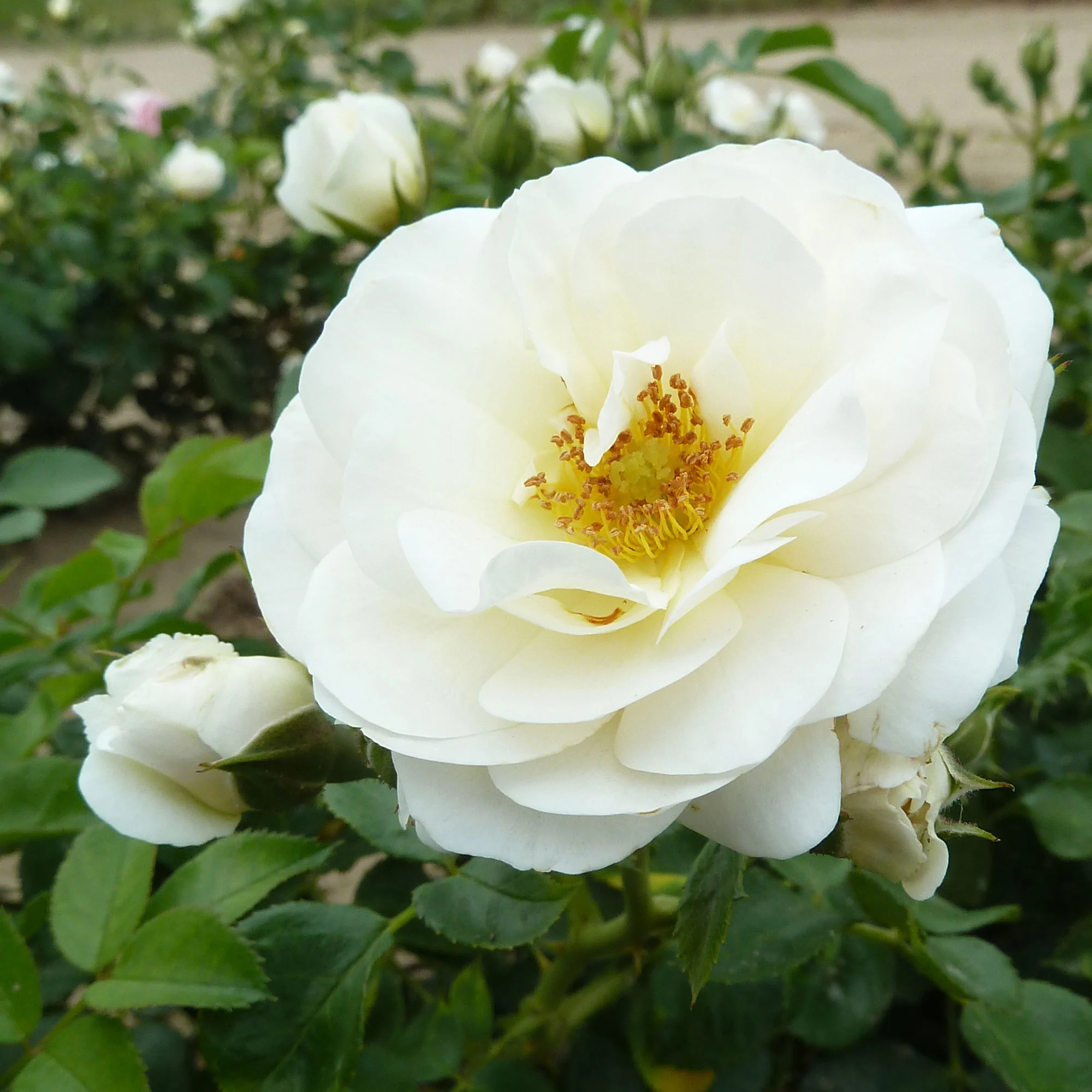 Rosier Rosa 'Sirius'® Crème-Rose - Image 3