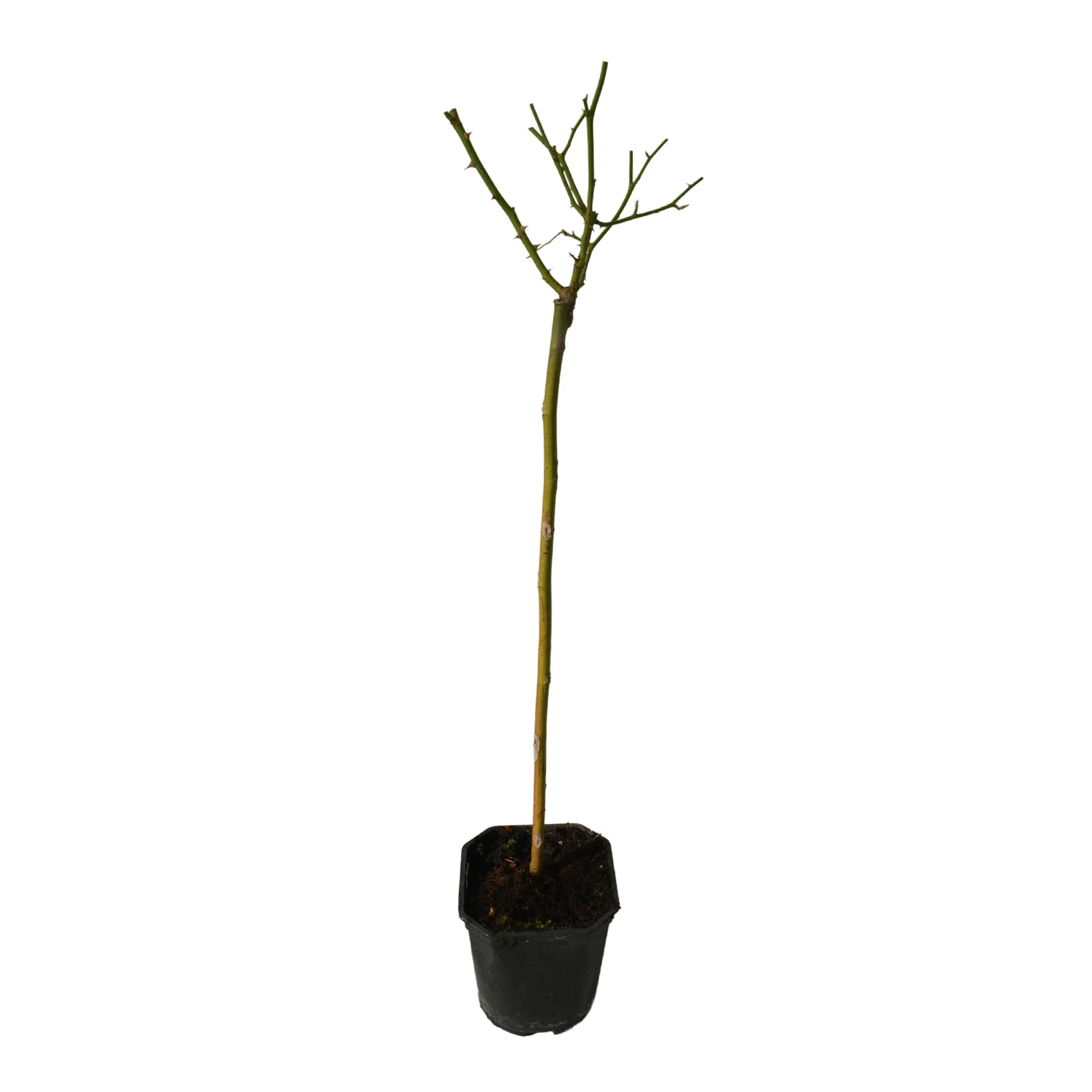 Rosier-tige Rosa 'Friesia'® Jaune - Image 4