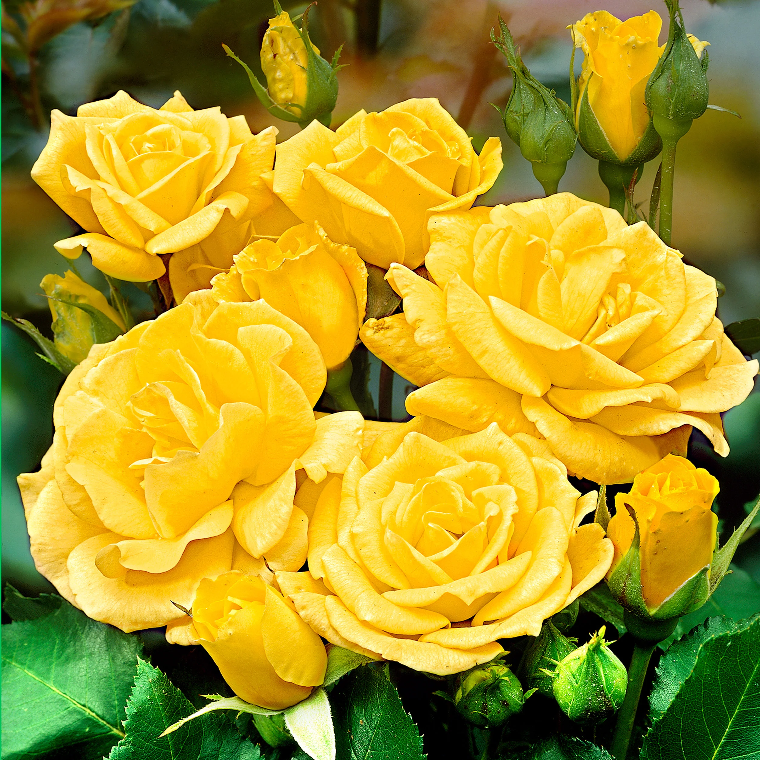 Rosier-tige Rosa 'Friesia' Jaune - Plants à racines nues - Image 3