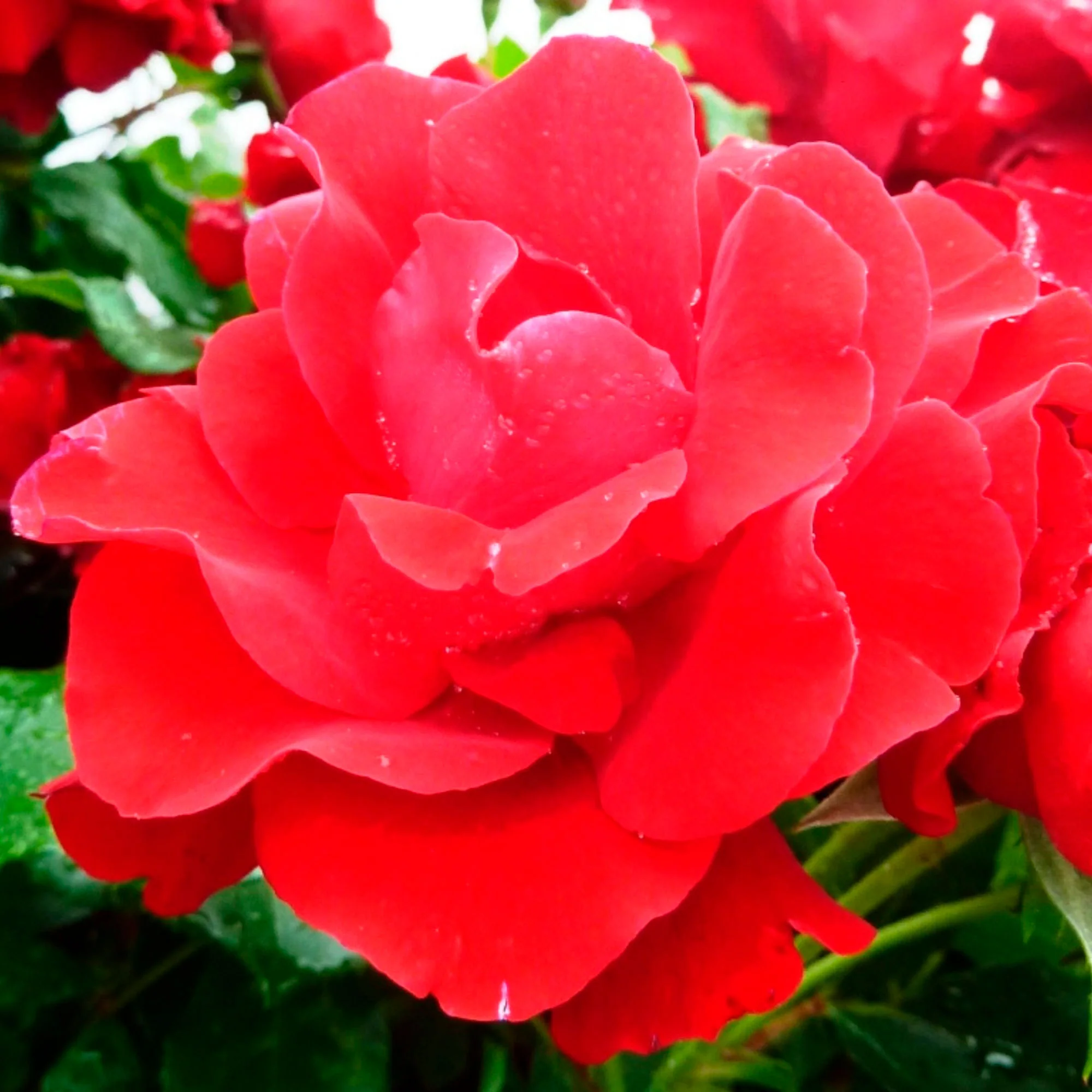 Rosier-tige Rosa 'Happy Wanderer'® Rouge - Image 3