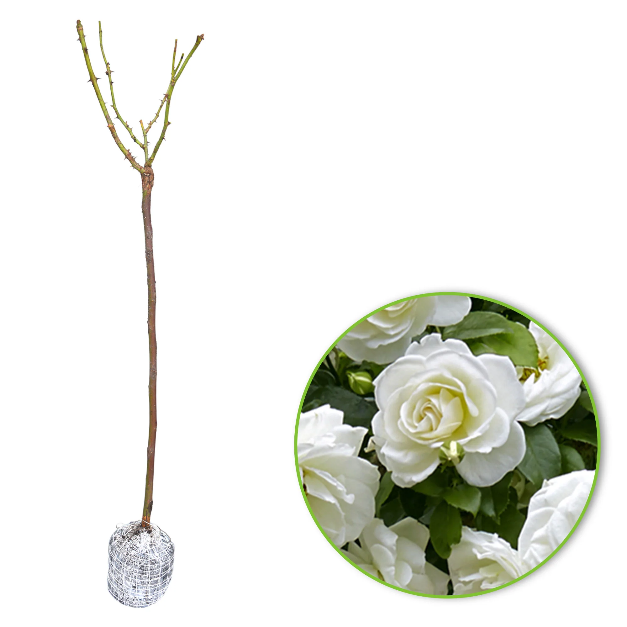 Rosier-tige Rosa 'Kristal'® Blanc - Image 5