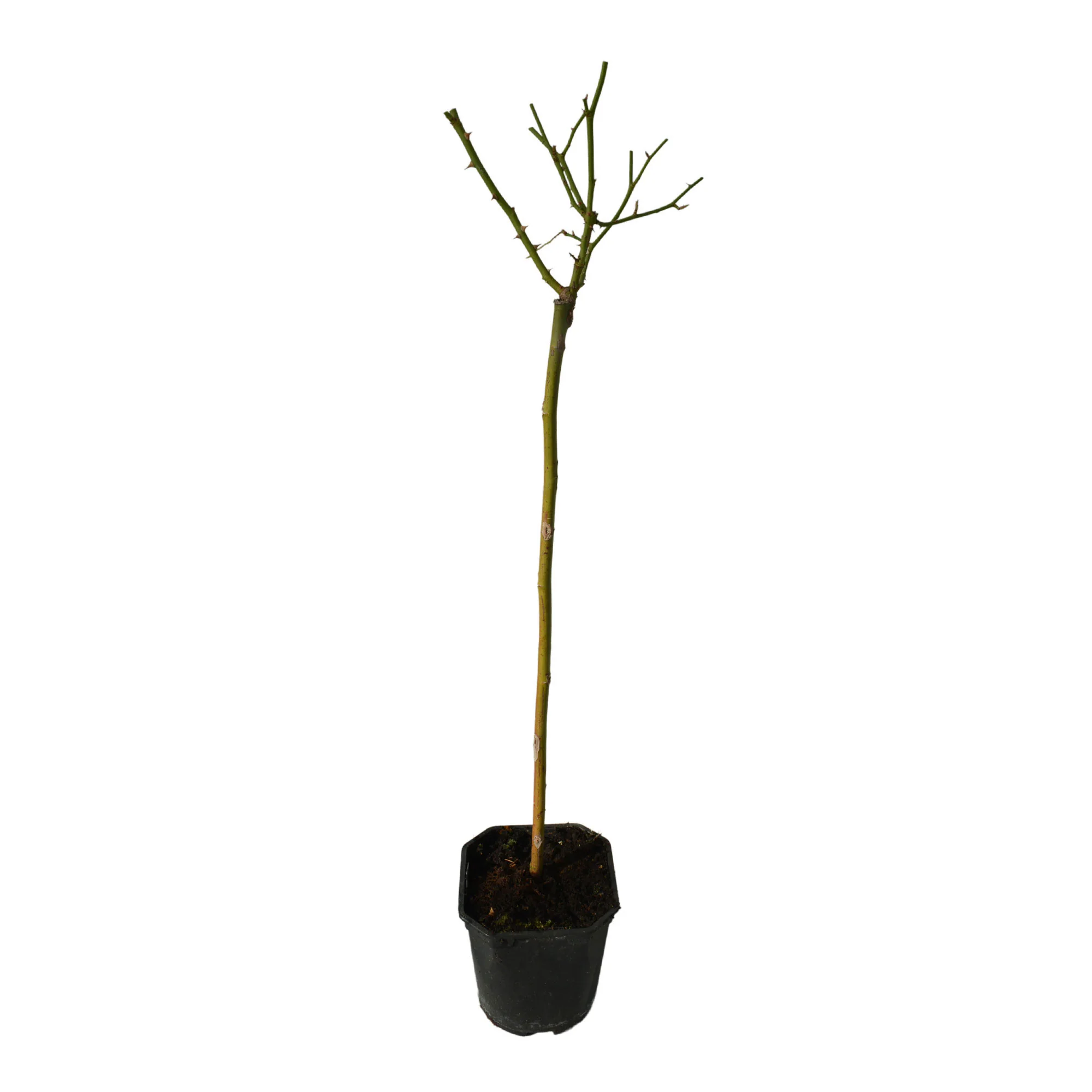Rosier-tige Rosa 'Kristal'® Blanc - Image 6