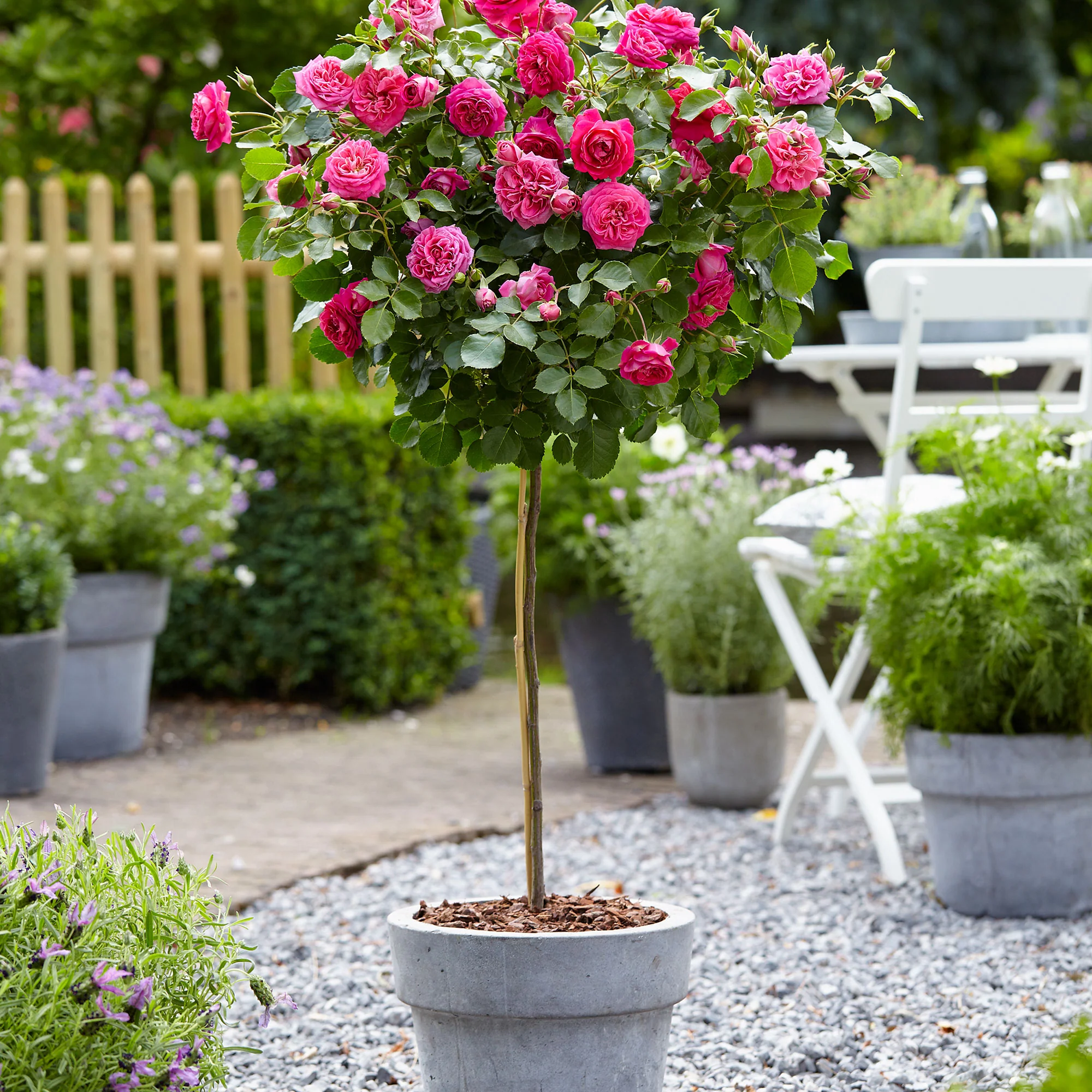 Rosier-tige Rosa 'Melrose' rose - Plants à racines nues - Image 5