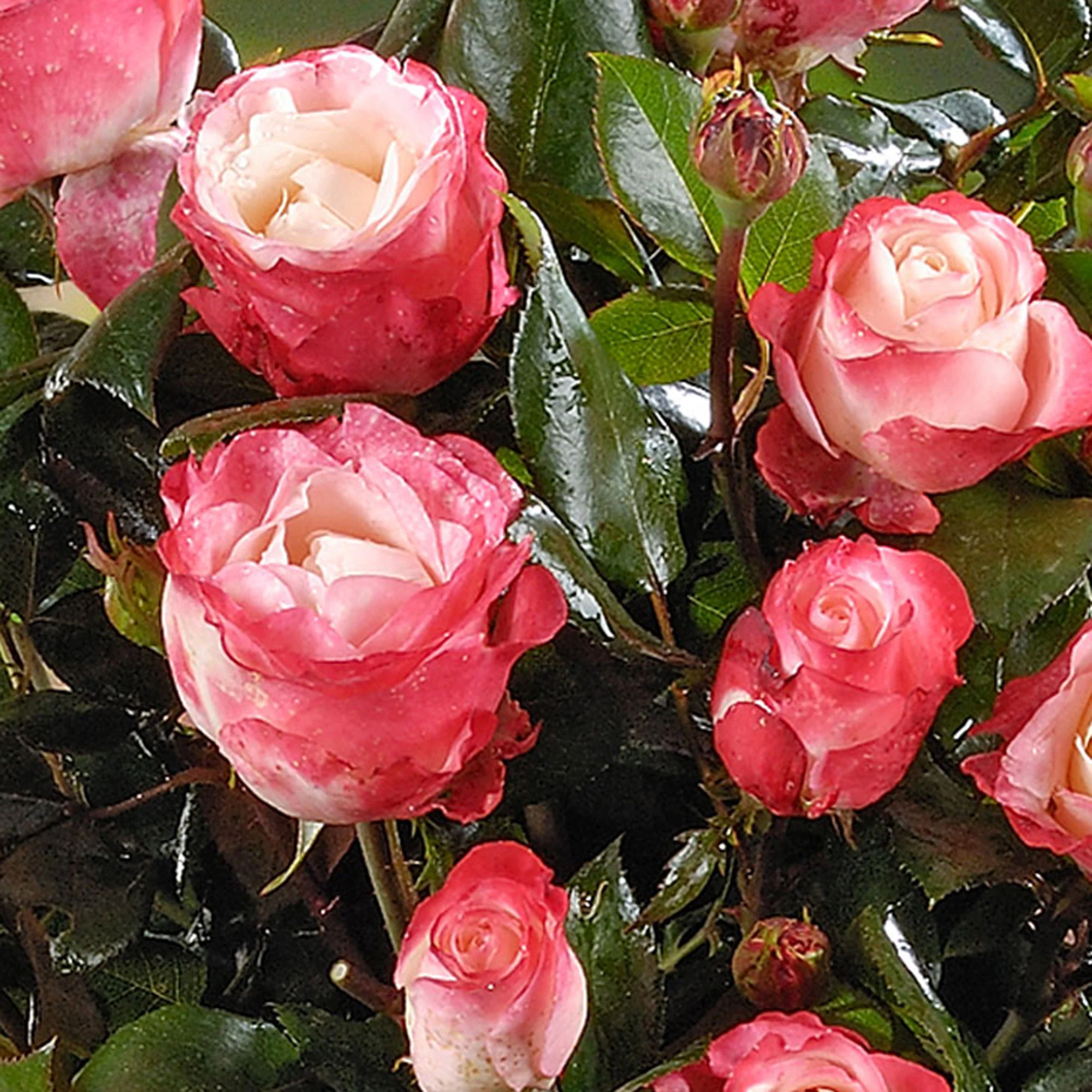 Rosier-tige Rosa 'Nostalgie'®  Multicolore - Image 3