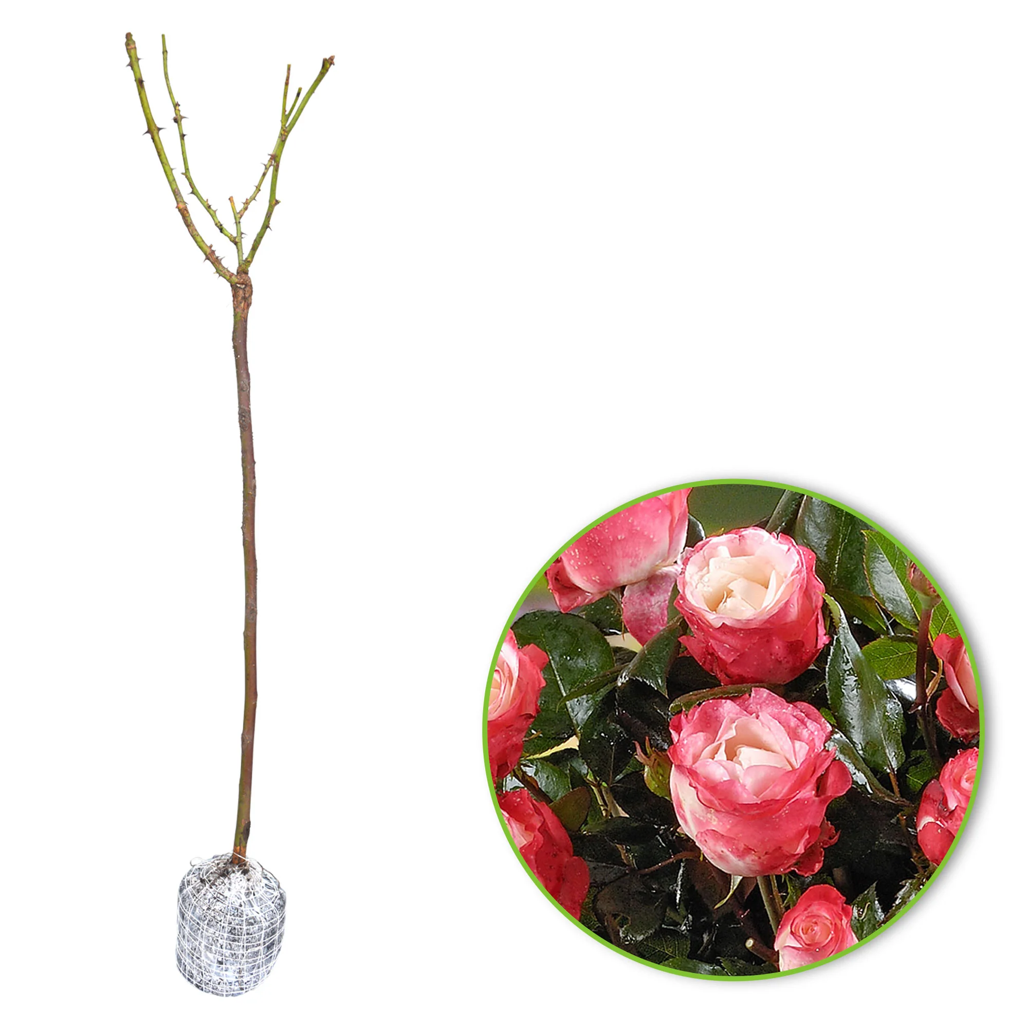Rosier-tige Rosa 'Nostalgie'®  Multicolore - Image 4