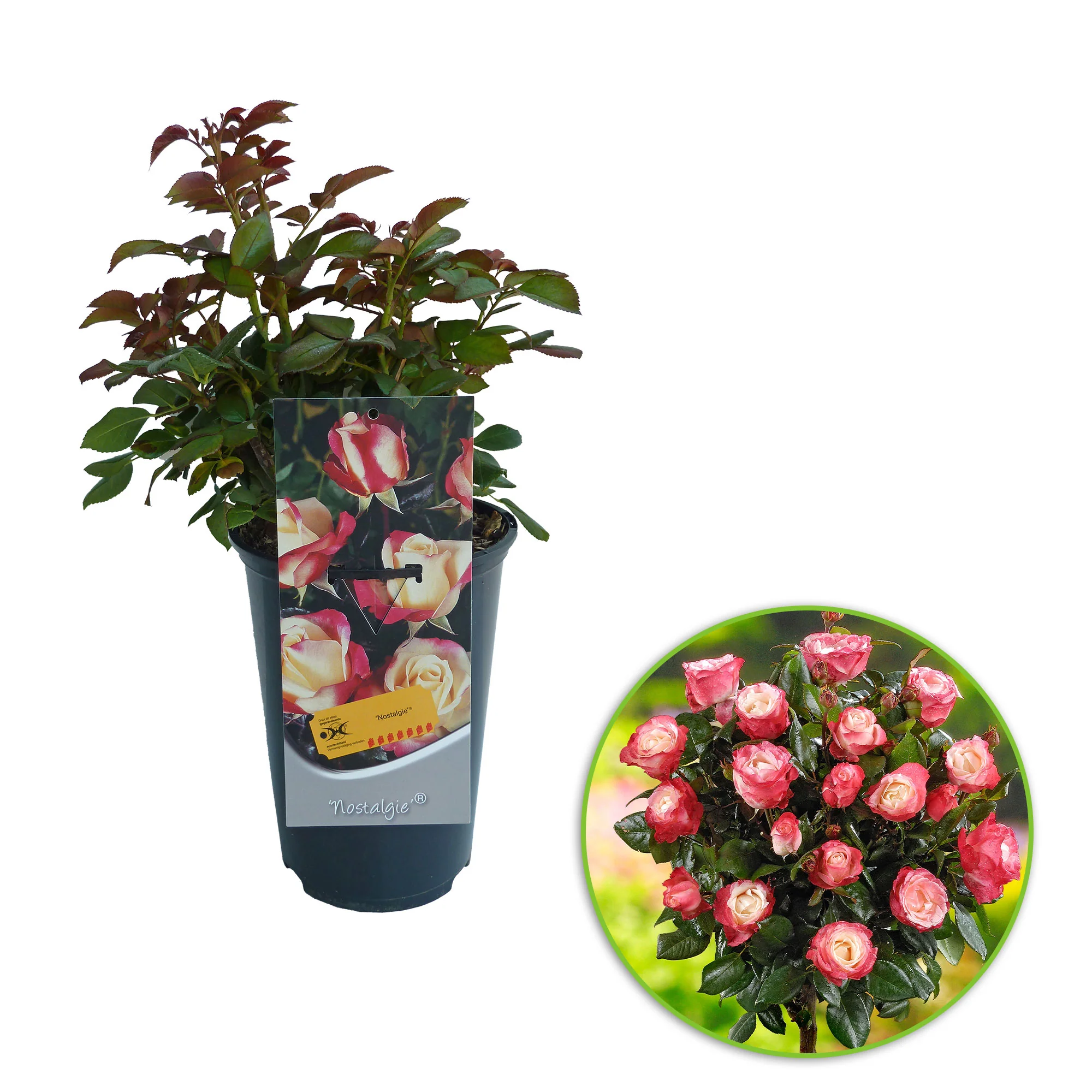 Rosier-tige Rosa 'Nostalgie'®  Multicolore - Image 5