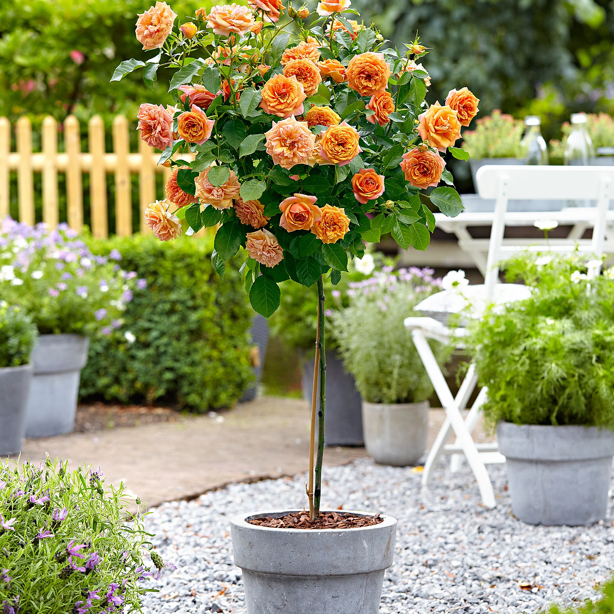 Rosier-tige Rosa 'Orange Sensation' orangé