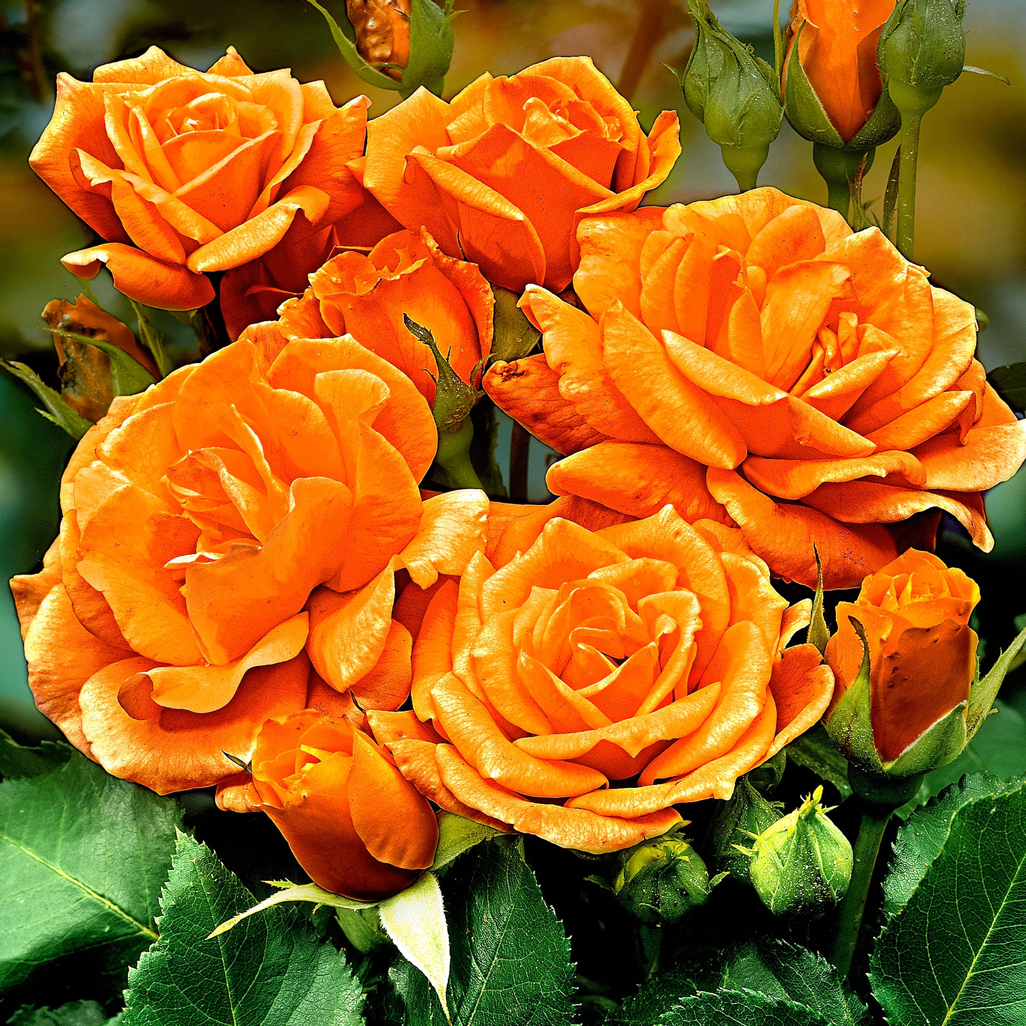 Rosier-tige Rosa 'Orange Sensation' orangé - Image 3